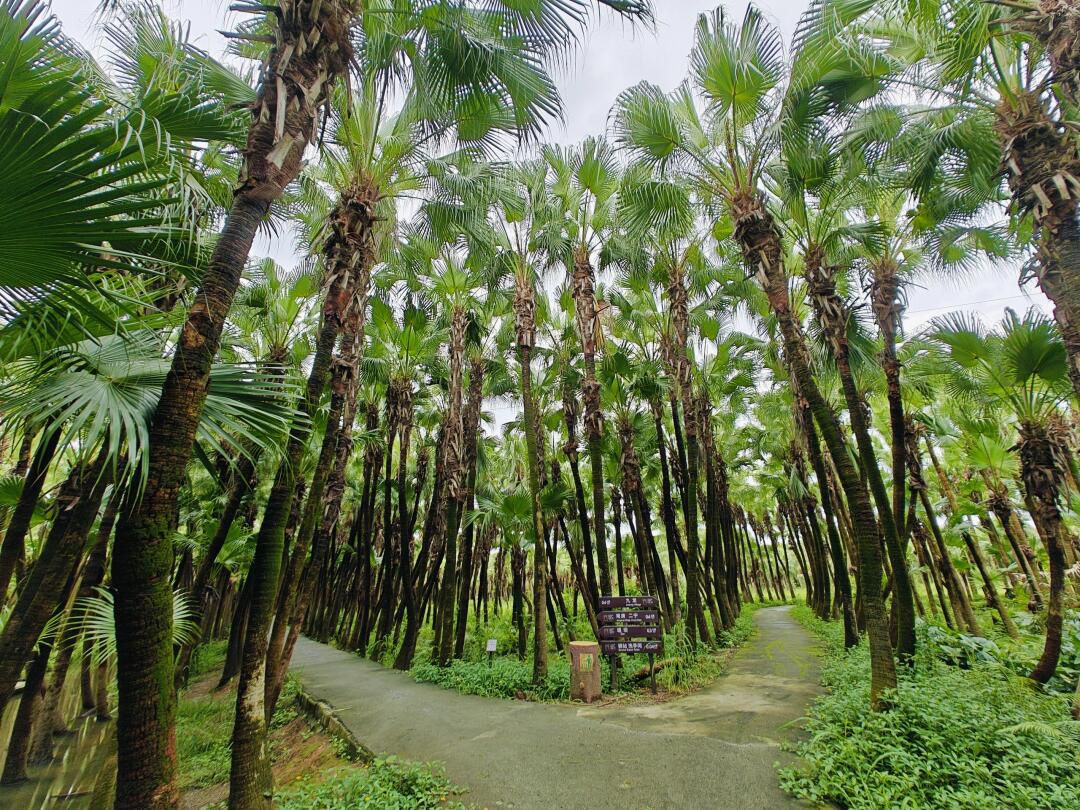 南坦葵林生态湿地公园旅行图片 1