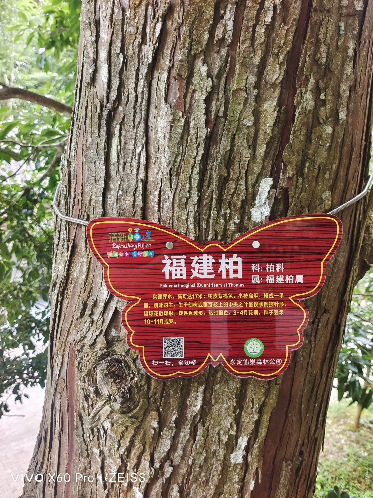 福建省永定仙岽省级森林公园旅行图片 3