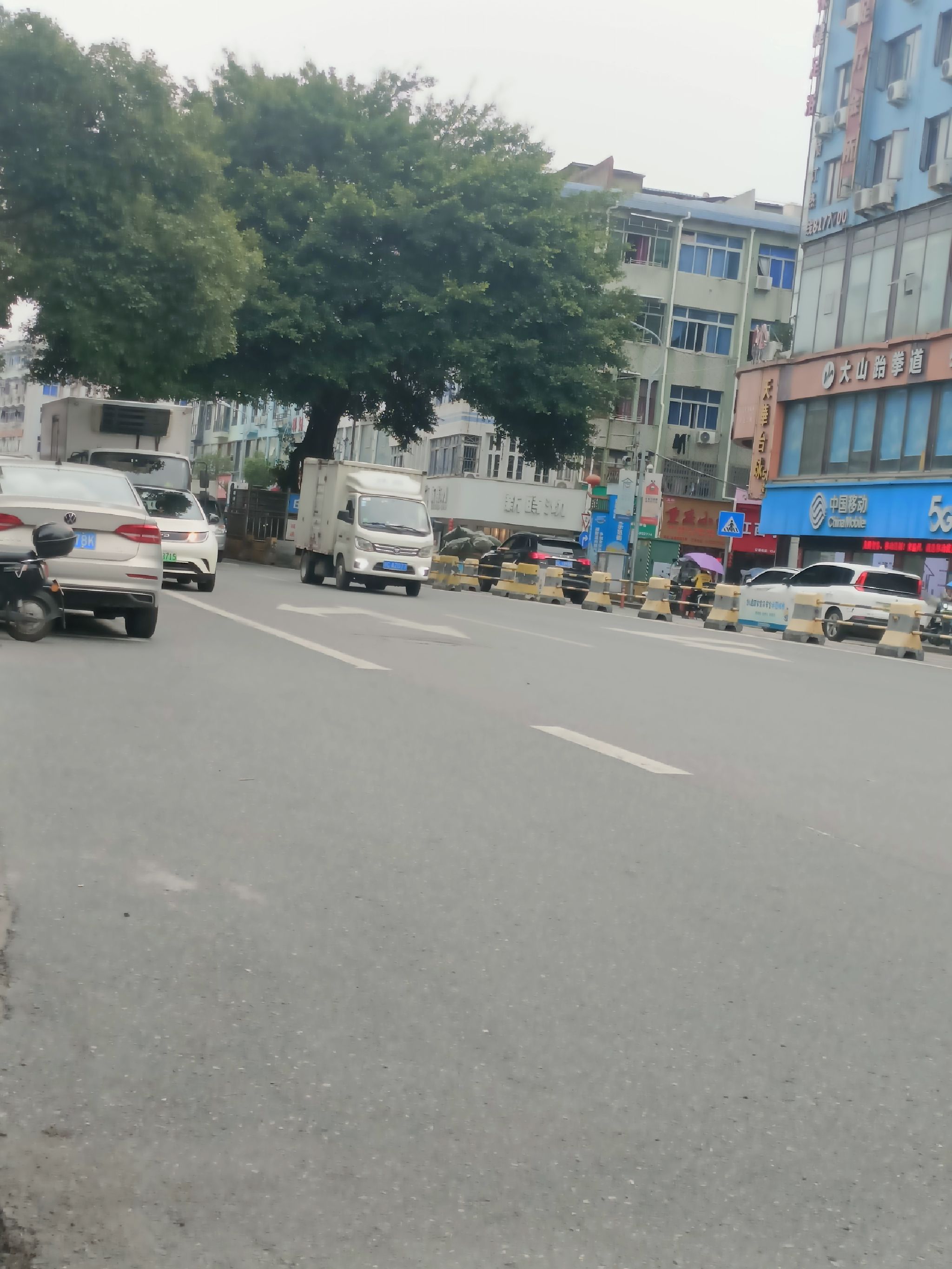 三甲大树旅行图片 1