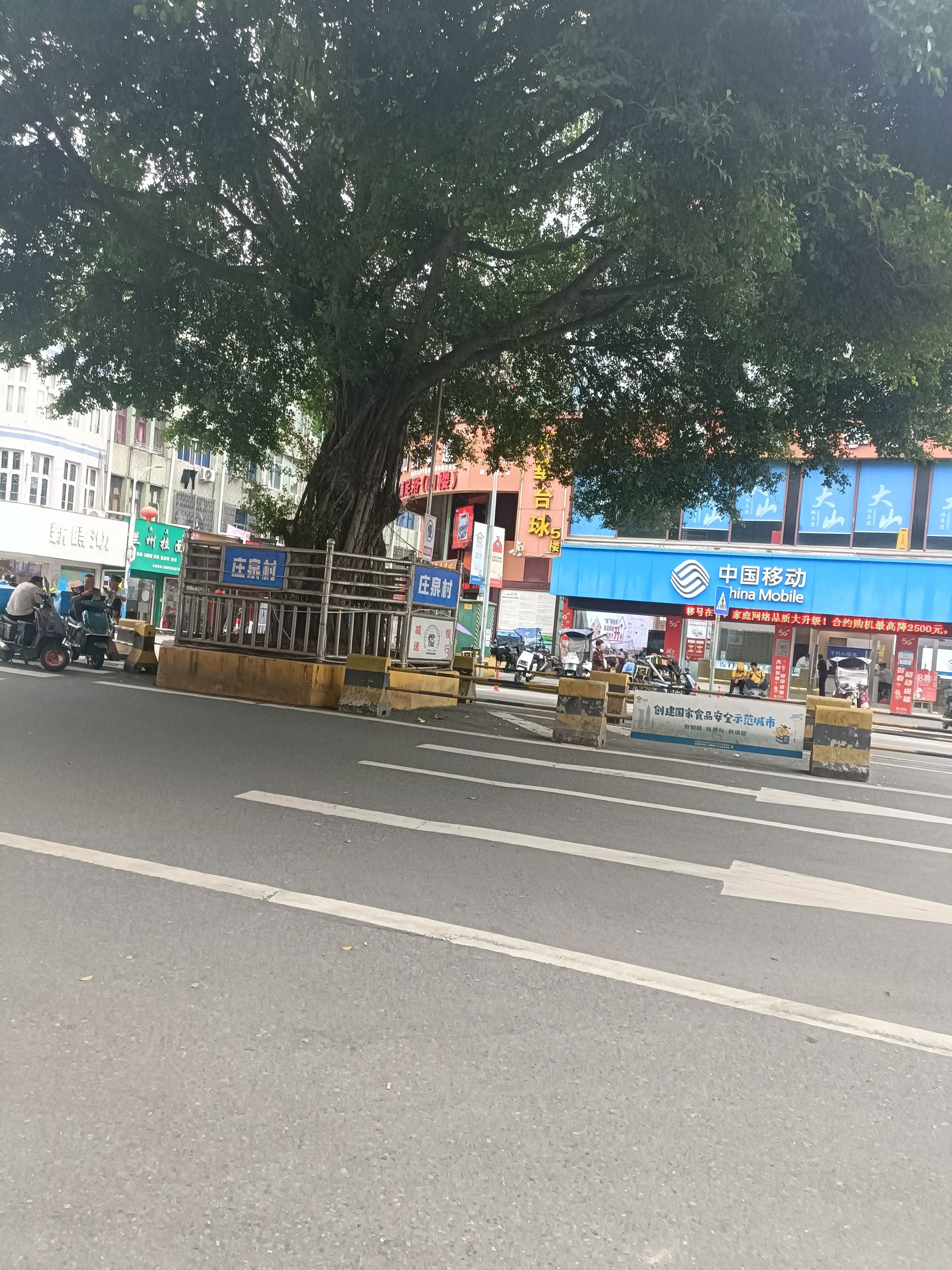 三甲大树旅行图片 2