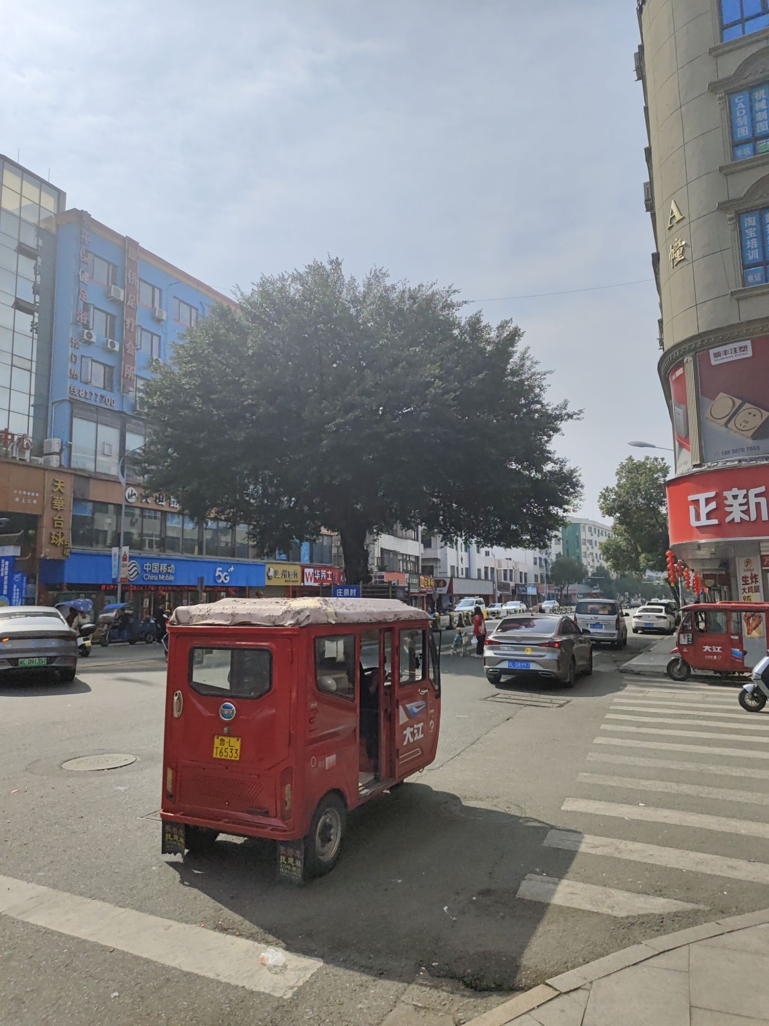 三甲大树旅行图片 1