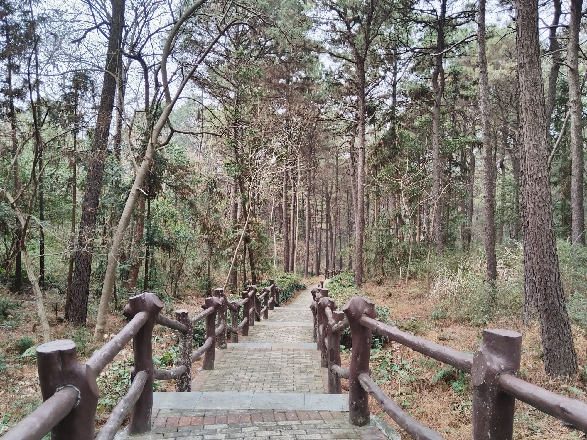 红杨镇和平森林公园旅行图片 2