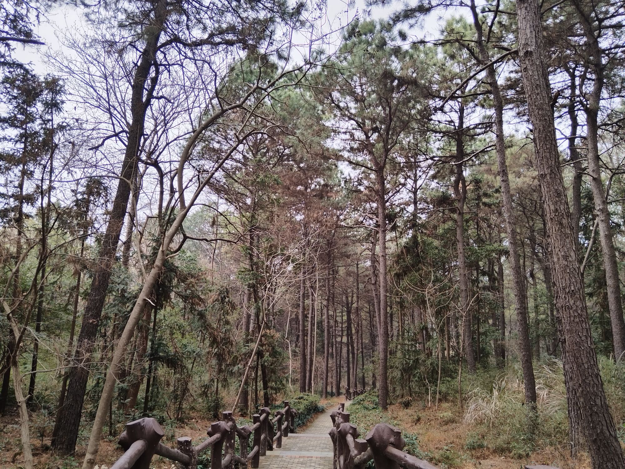 红杨镇和平森林公园旅行图片 3