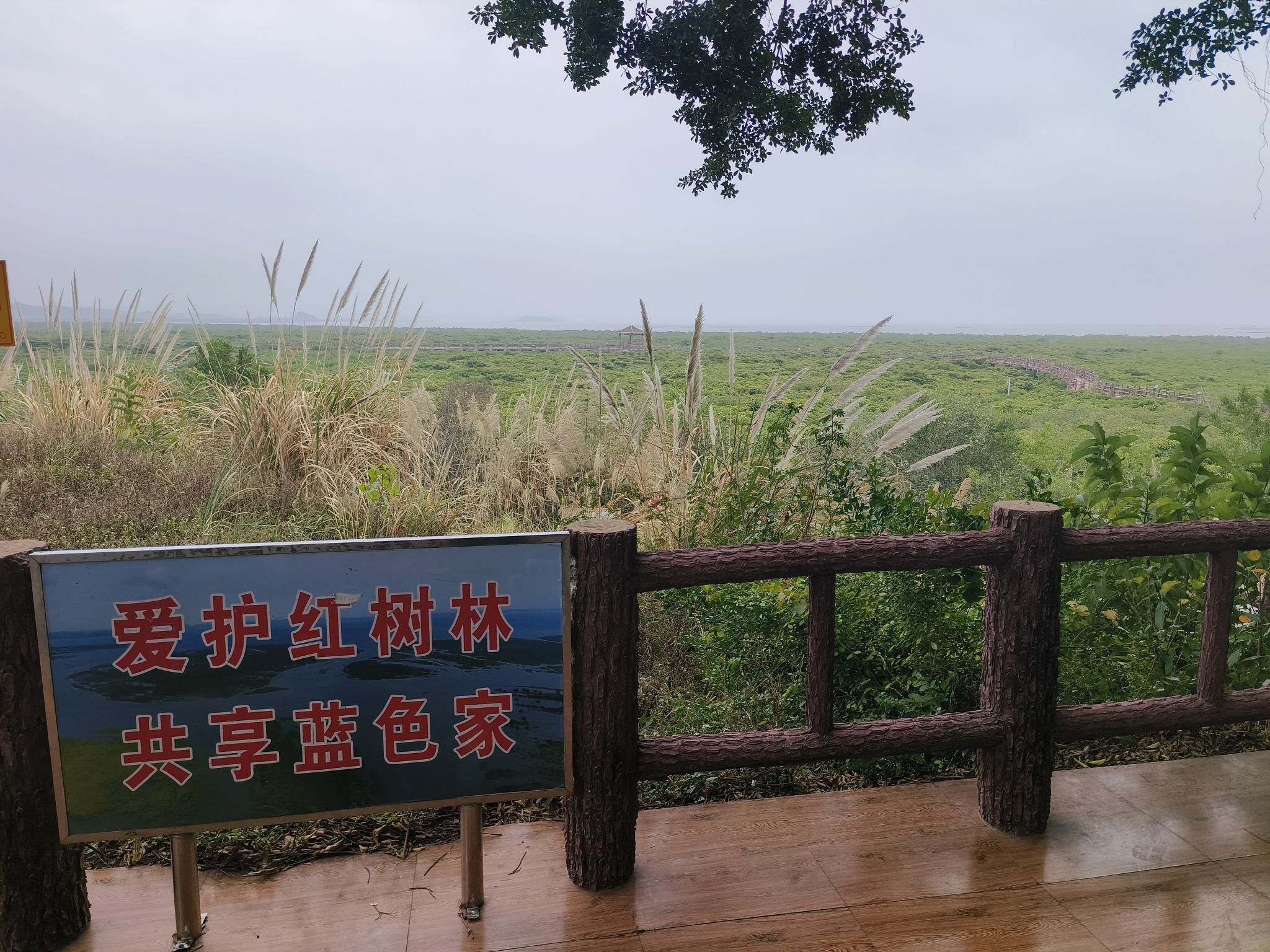 防城港市江山乡石角村珍珠湾红树林保护区旅行图片 2