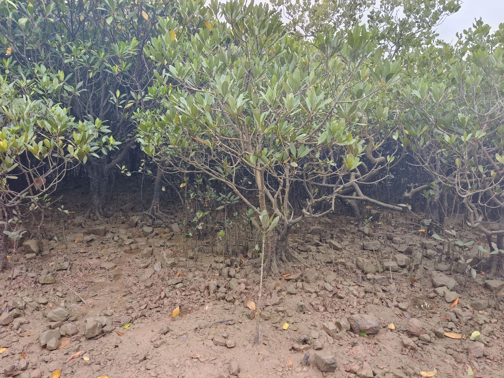 防城港市江山乡石角村珍珠湾红树林保护区旅行图片 3