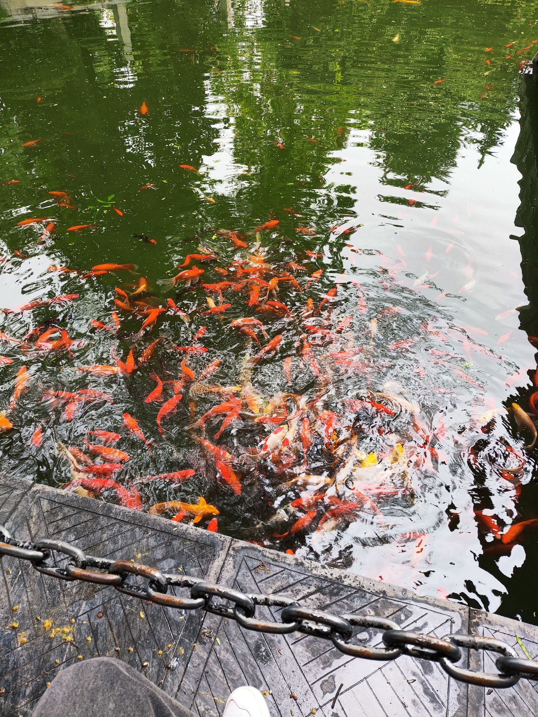 锦鲤池