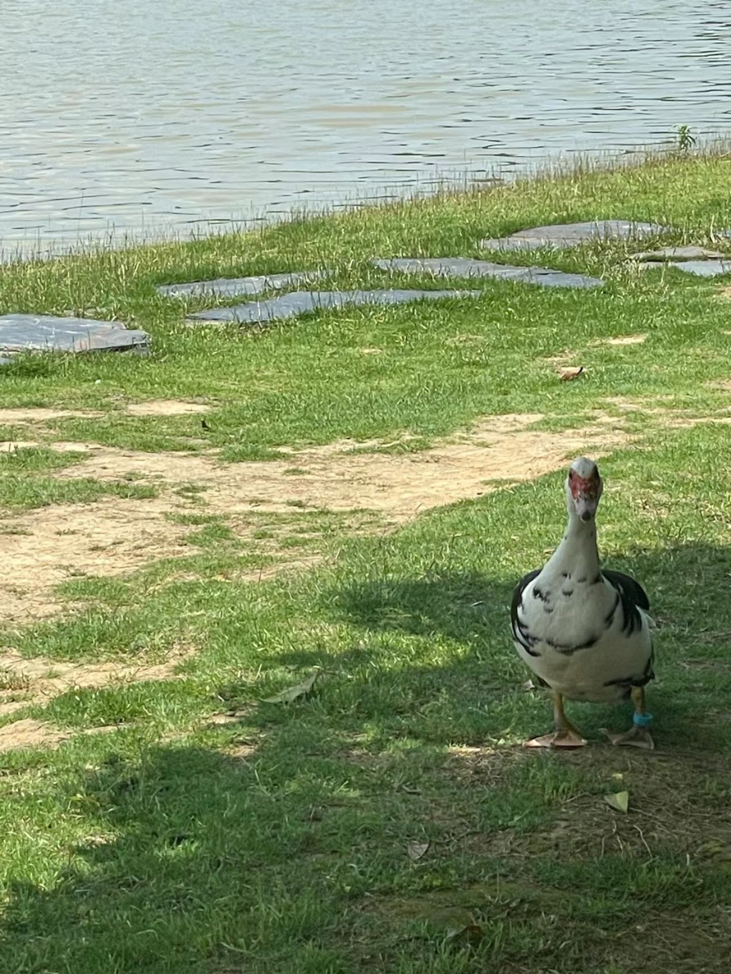 千鹤湖公园旅行图片 2