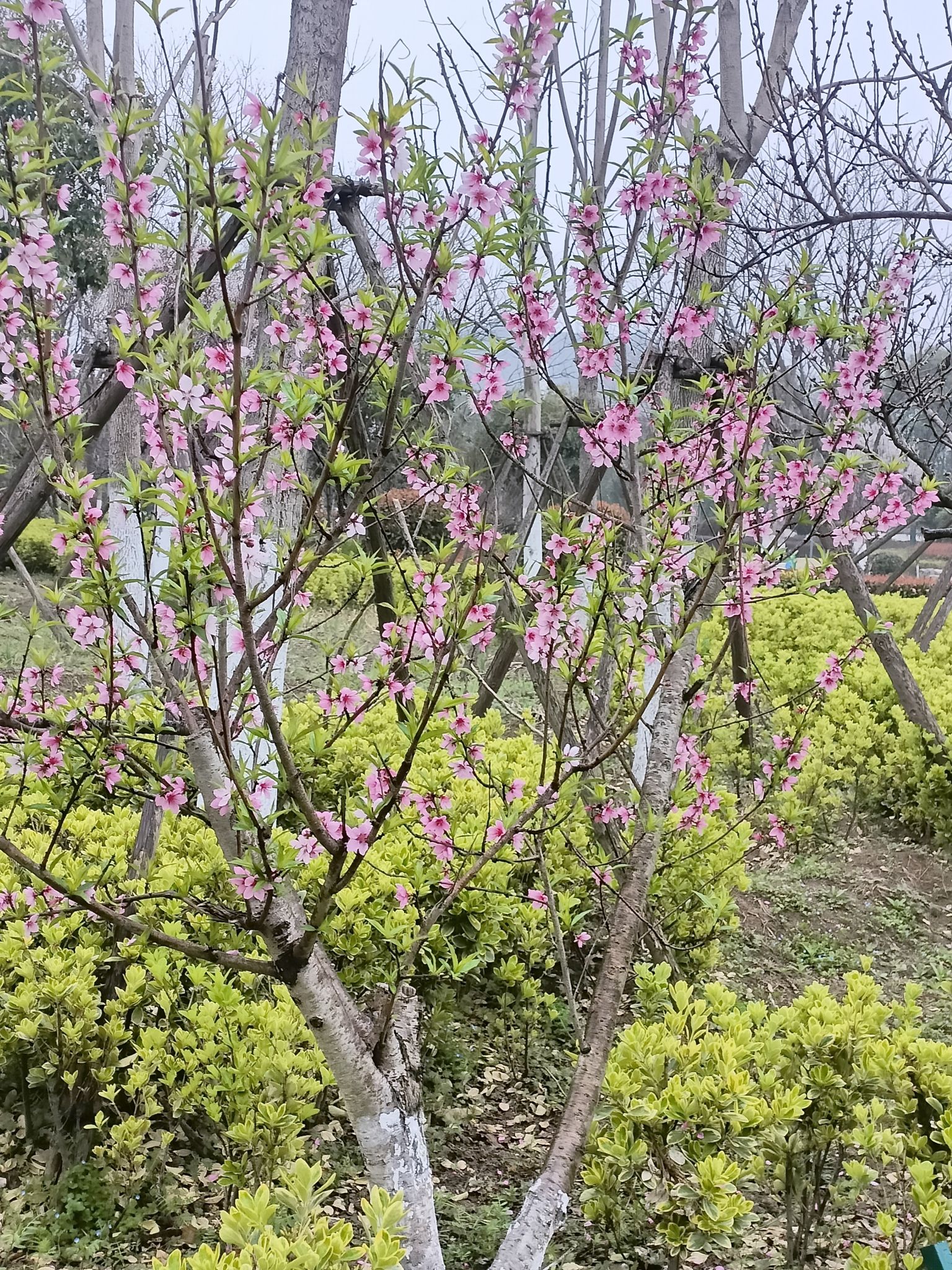 岳家湖公园旅行图片 2