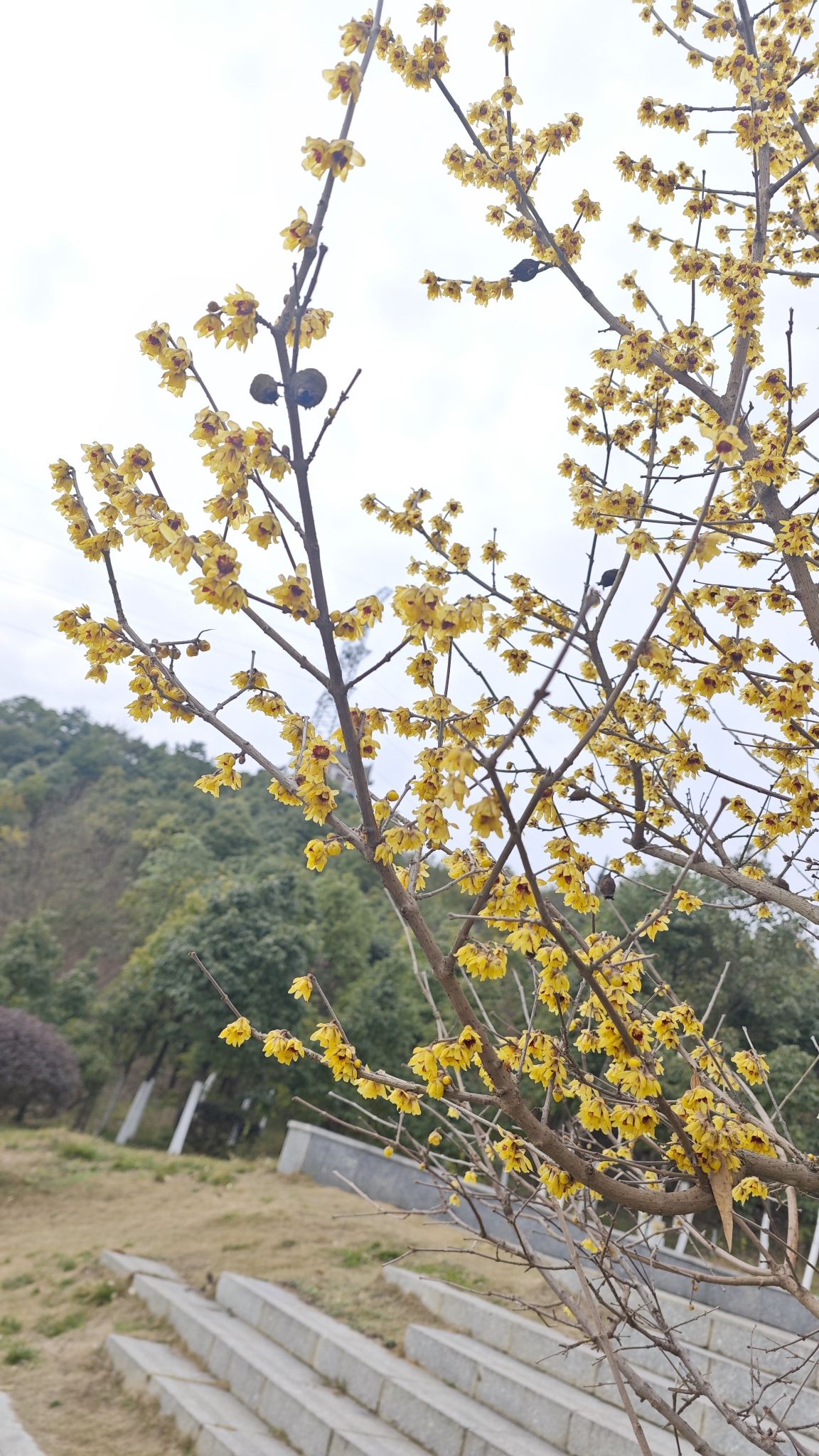 白虎山山体公园旅行图片 1