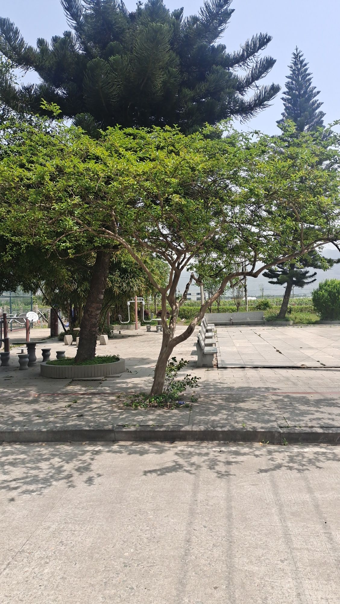 东岱南门公园旅行图片 2