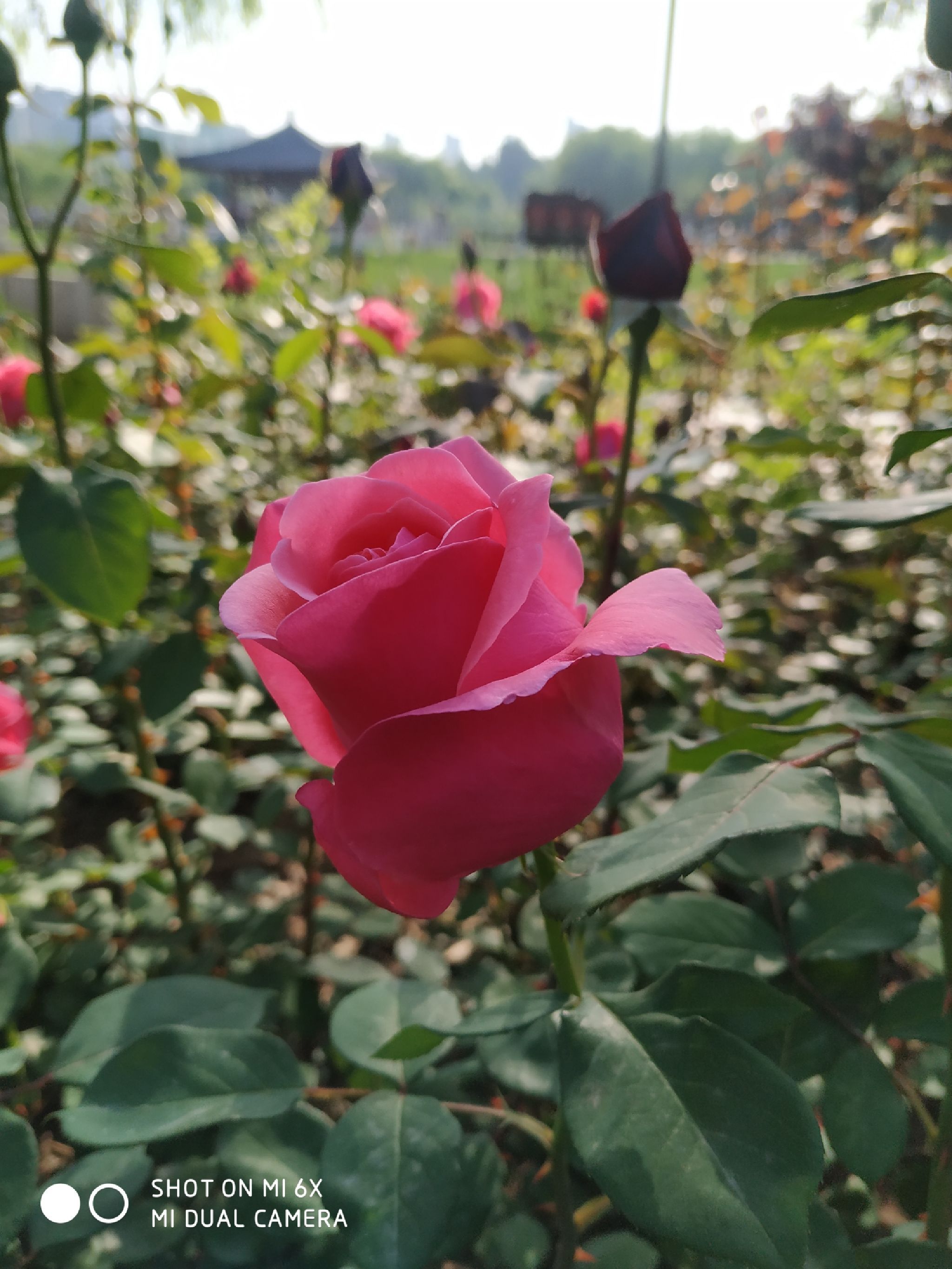 孔颖达文化公园旅行图片 1