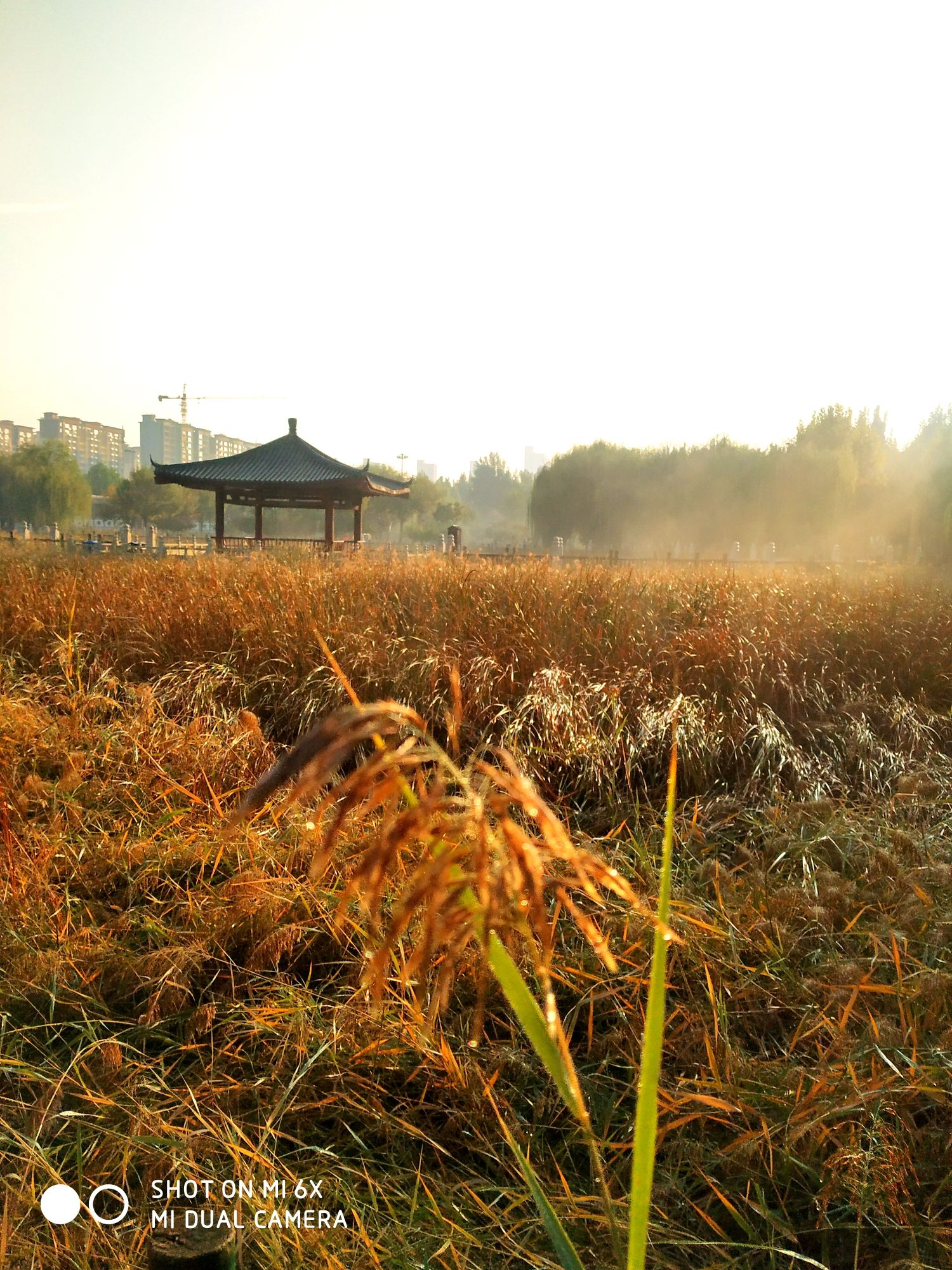 孔颖达文化公园旅行图片 2