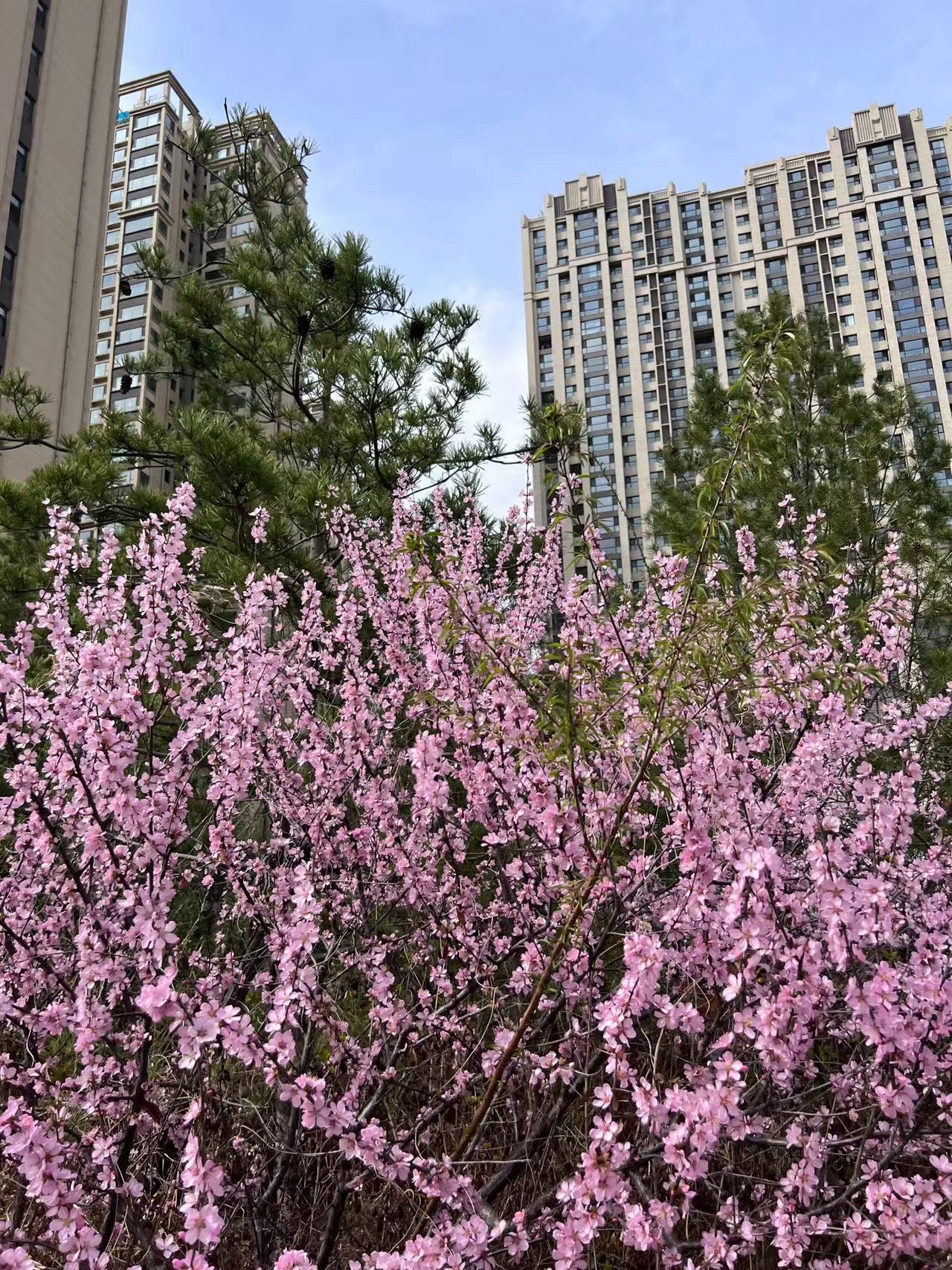小东流公园旅行图片 1