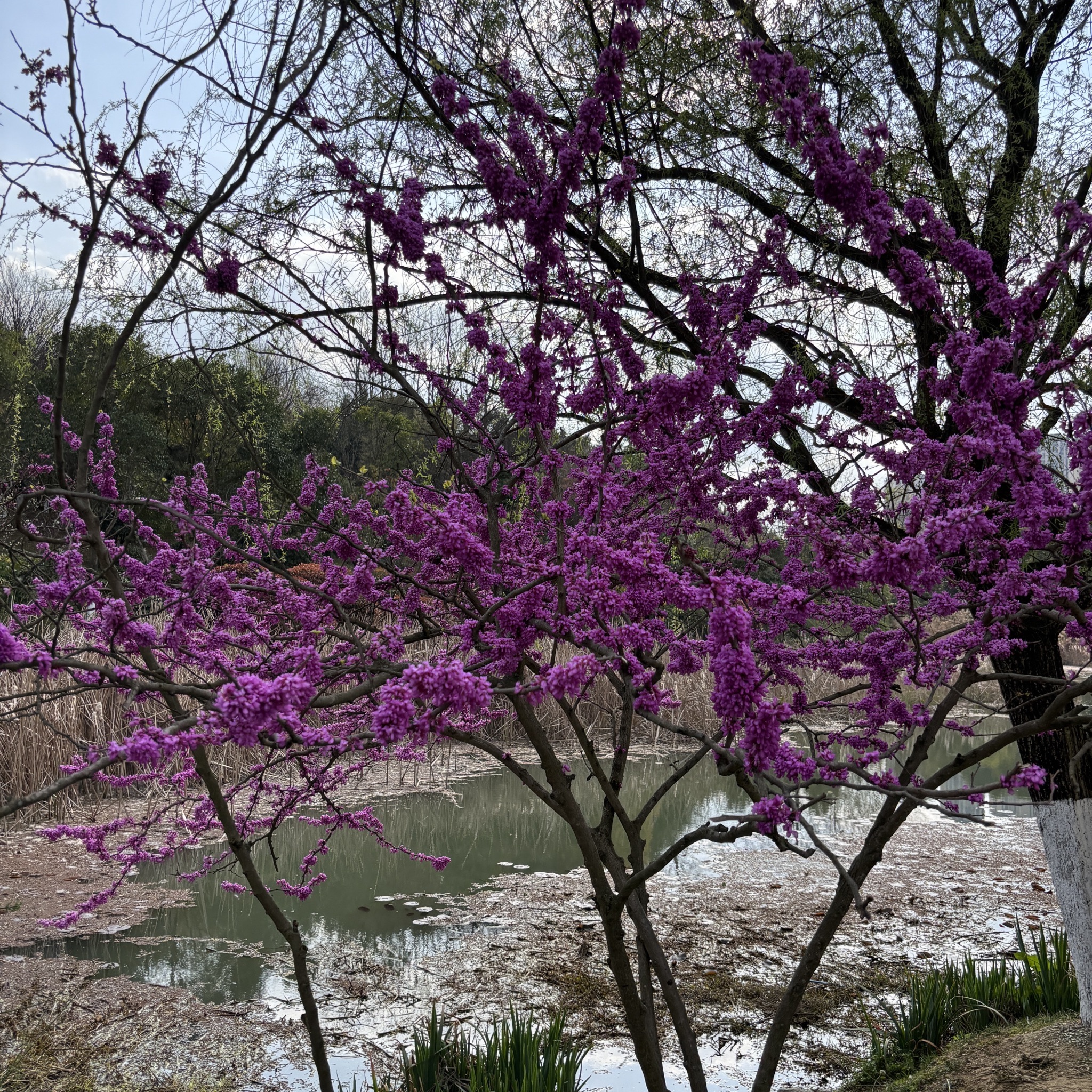 白鹭湖公园旅行图片 3