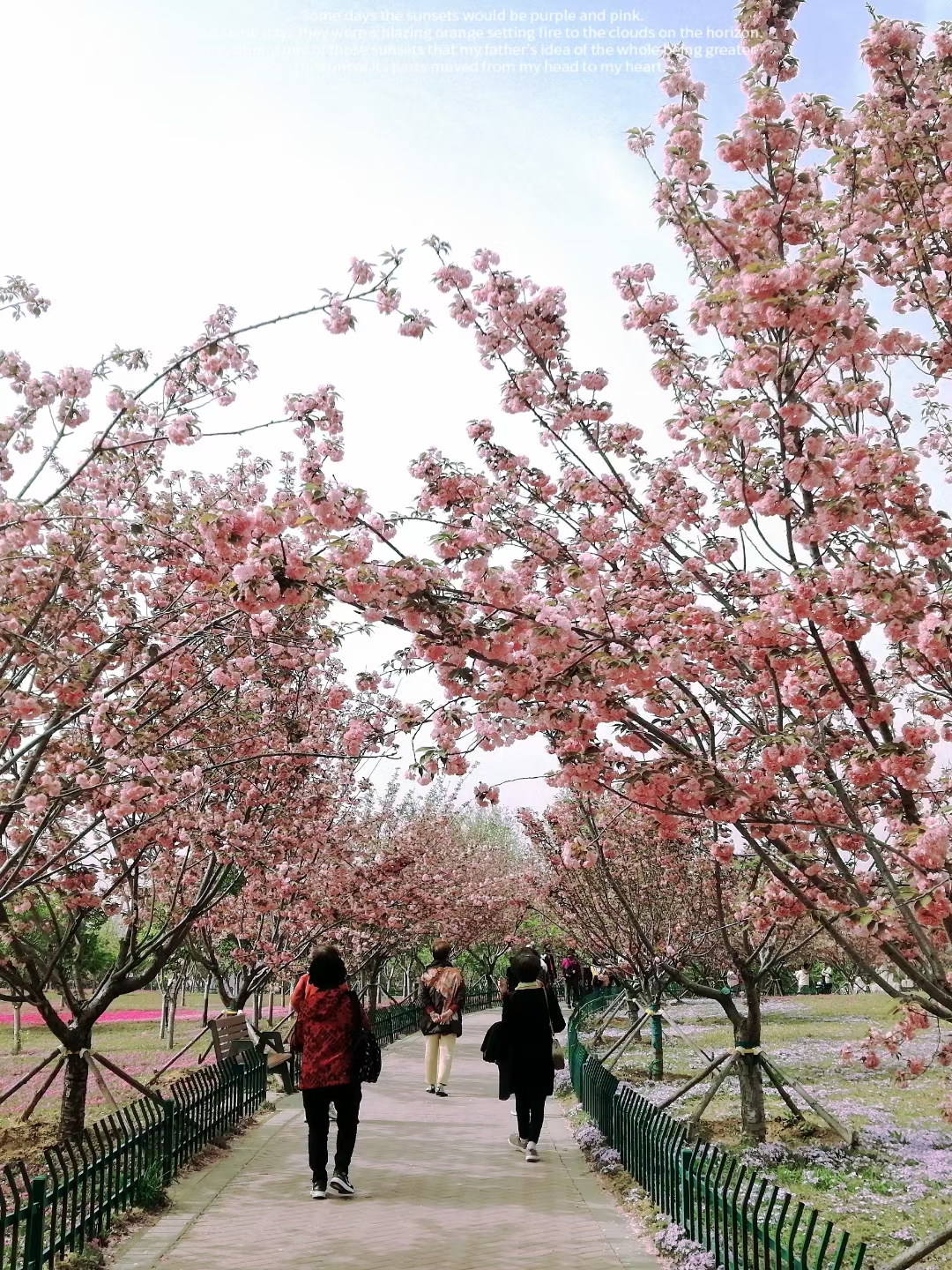 文昌湖公园旅行图片 3