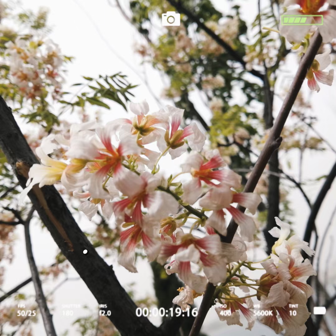 文昌湖公园旅行图片 1