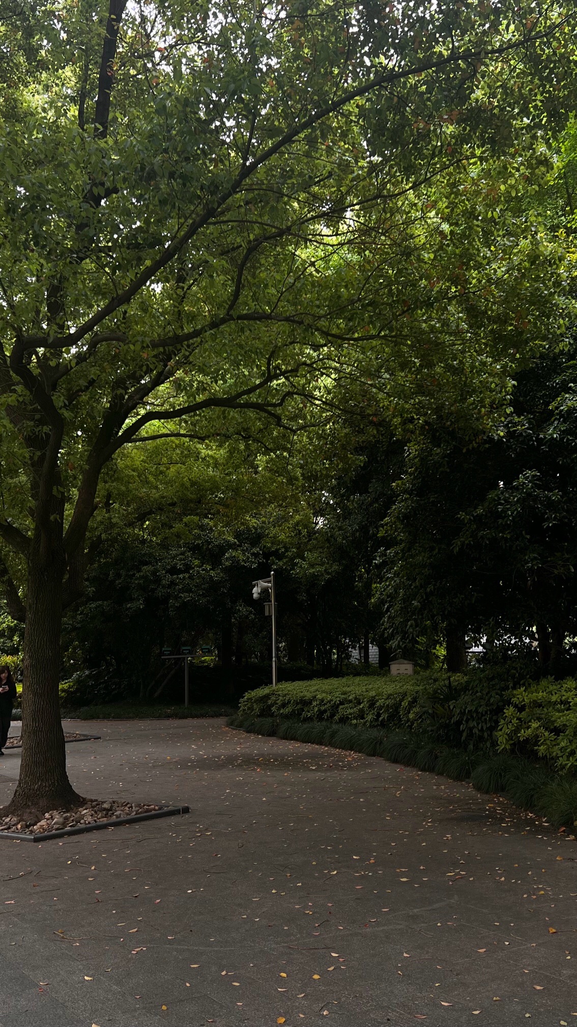 西港公园旅行图片 1