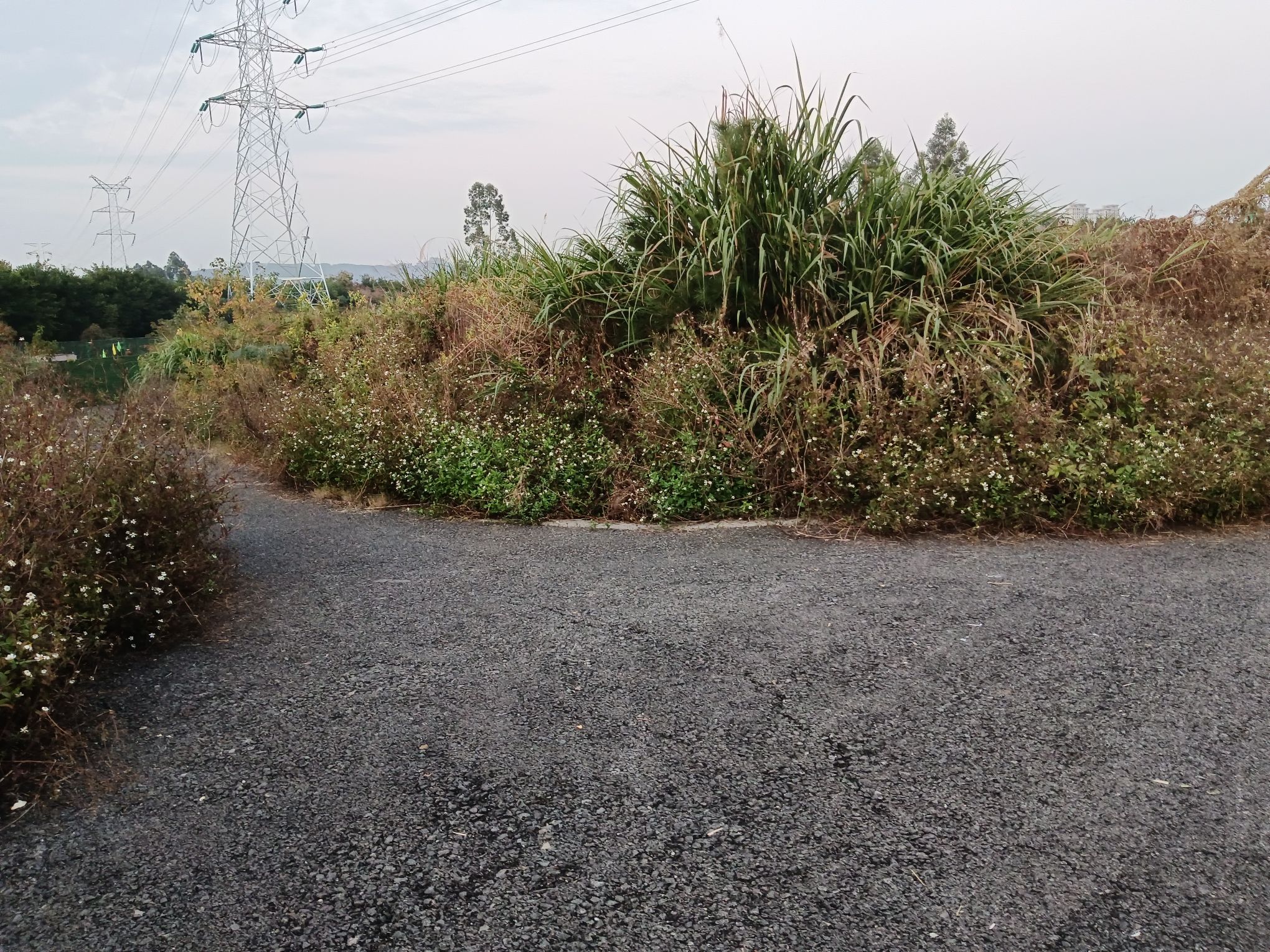 紫薇主题公园旅行图片 1