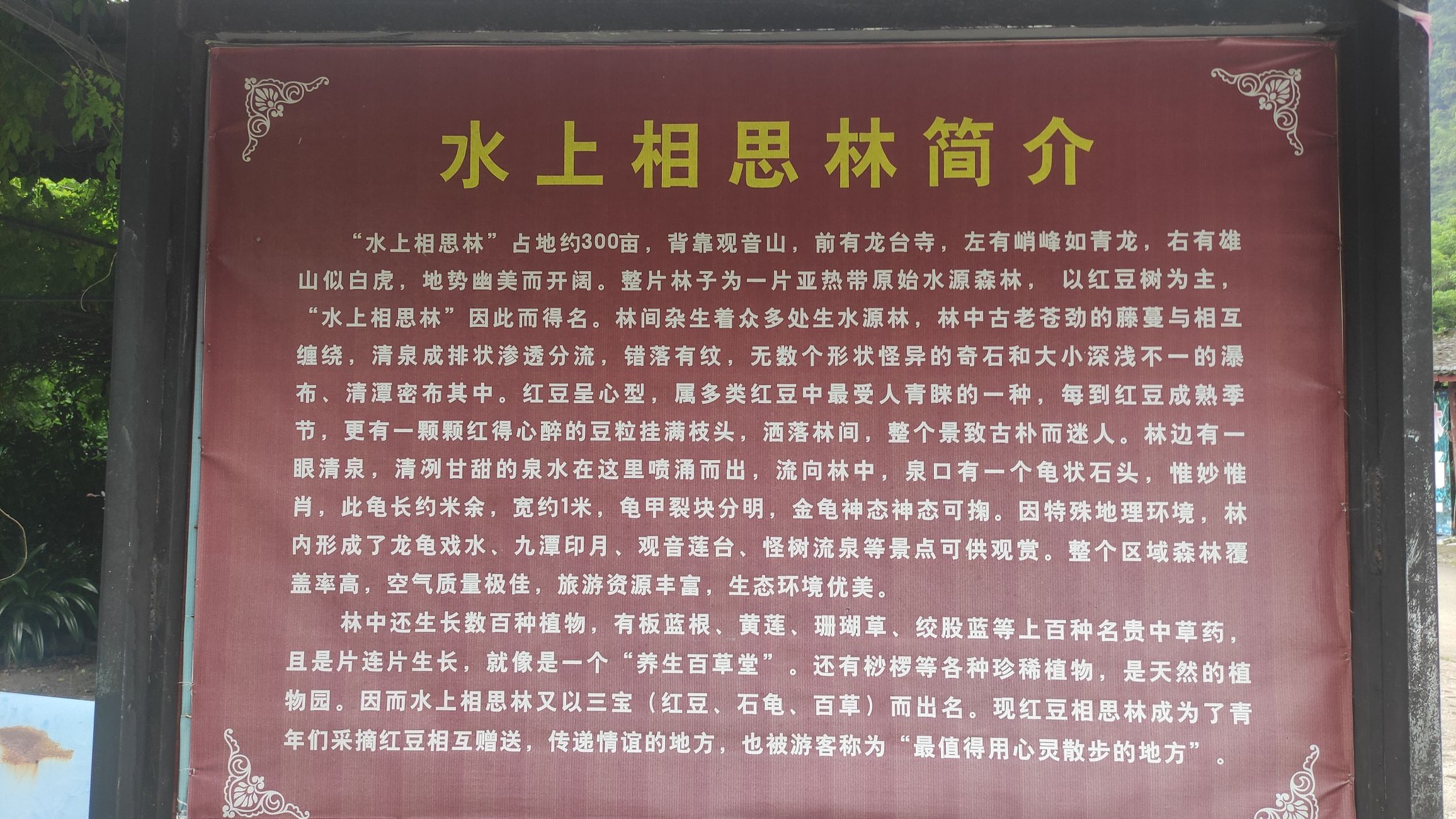 水上相思林旅行图片 2