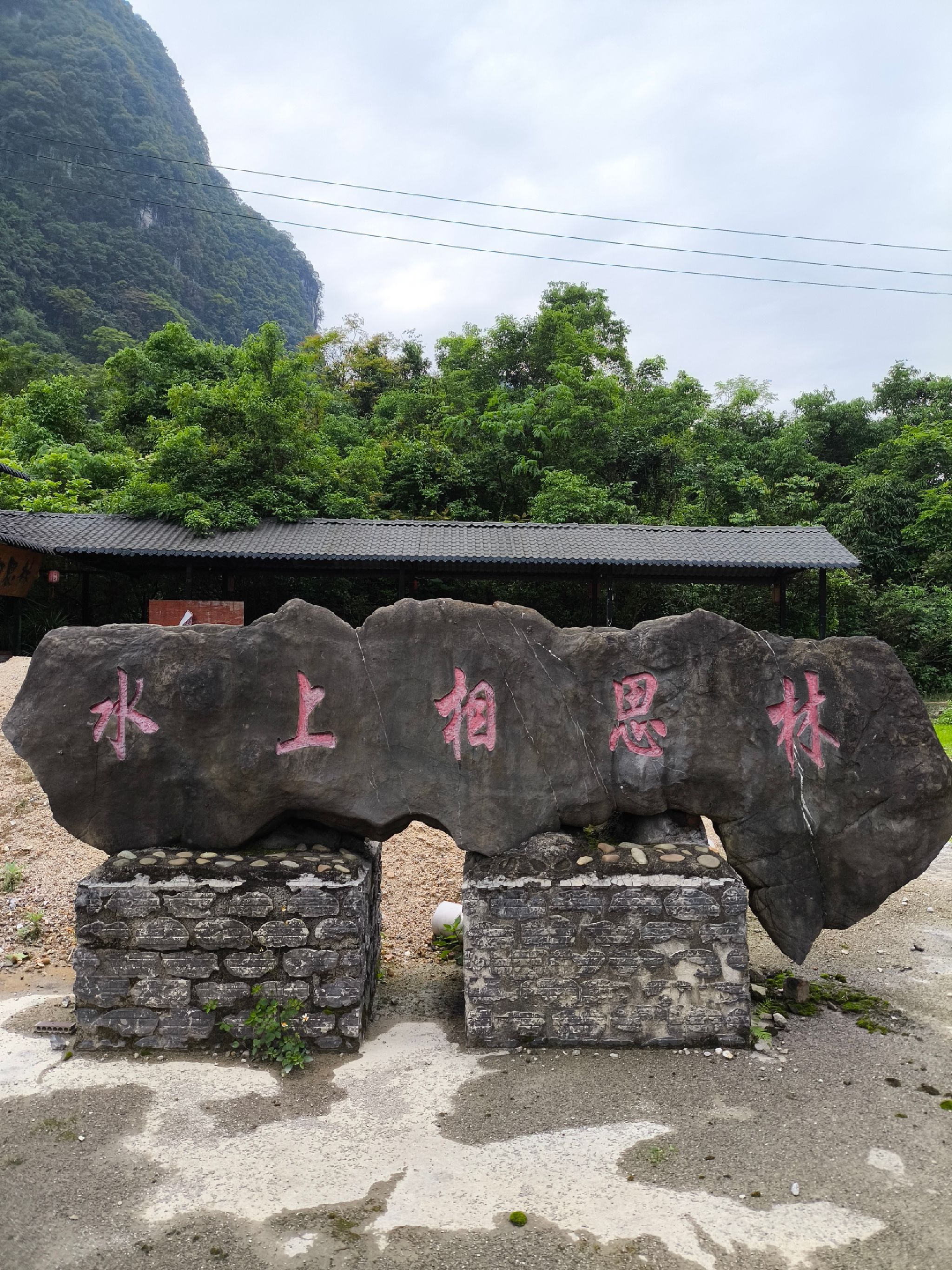 水上相思林旅行图片 1