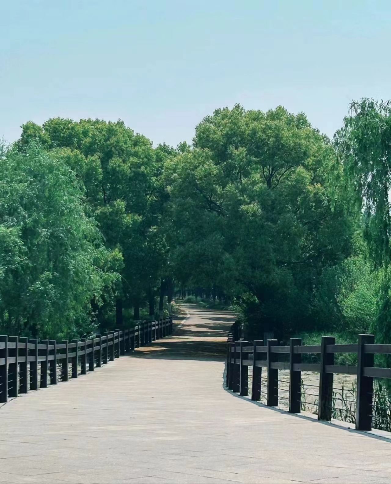 老洪港湿地公园旅行图片 3