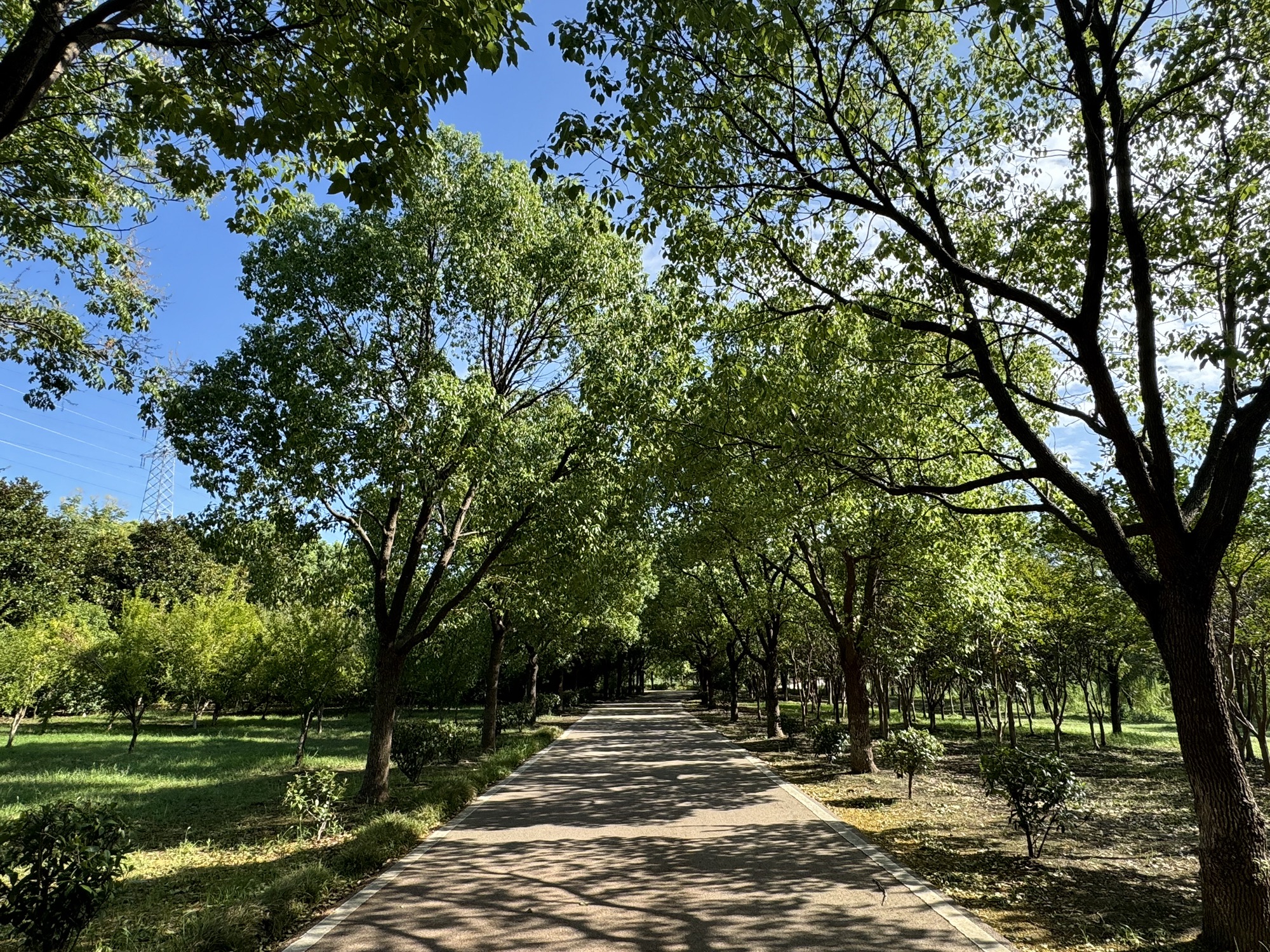 老洪港湿地公园旅行图片 2