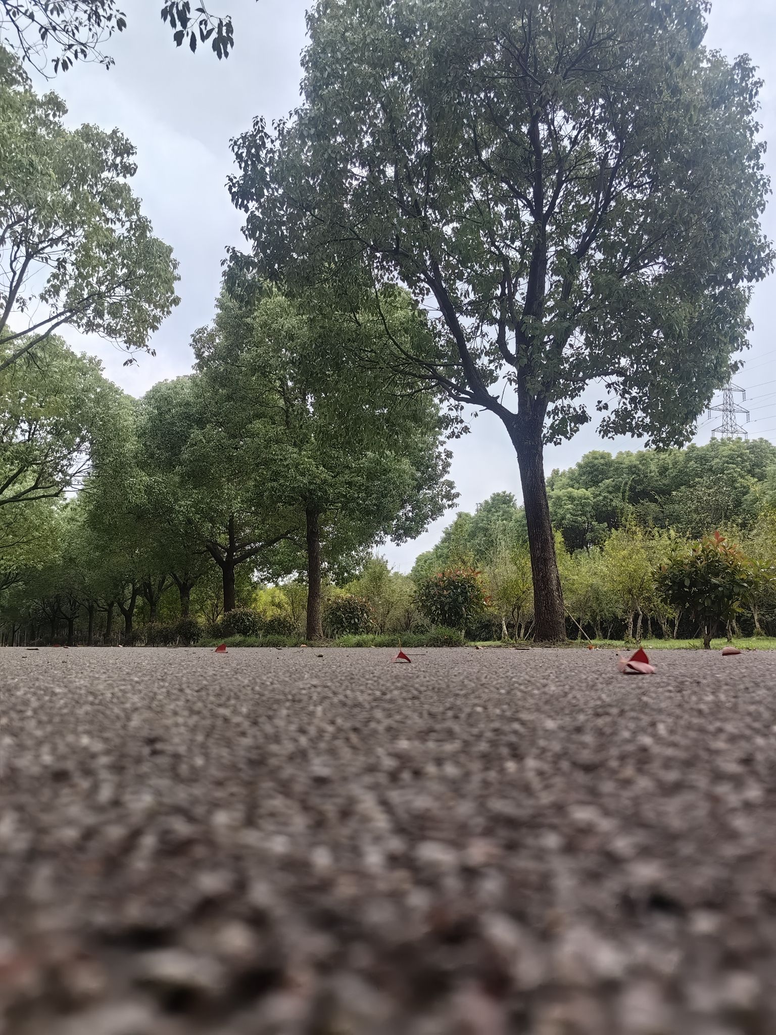 老洪港湿地公园旅行图片 3