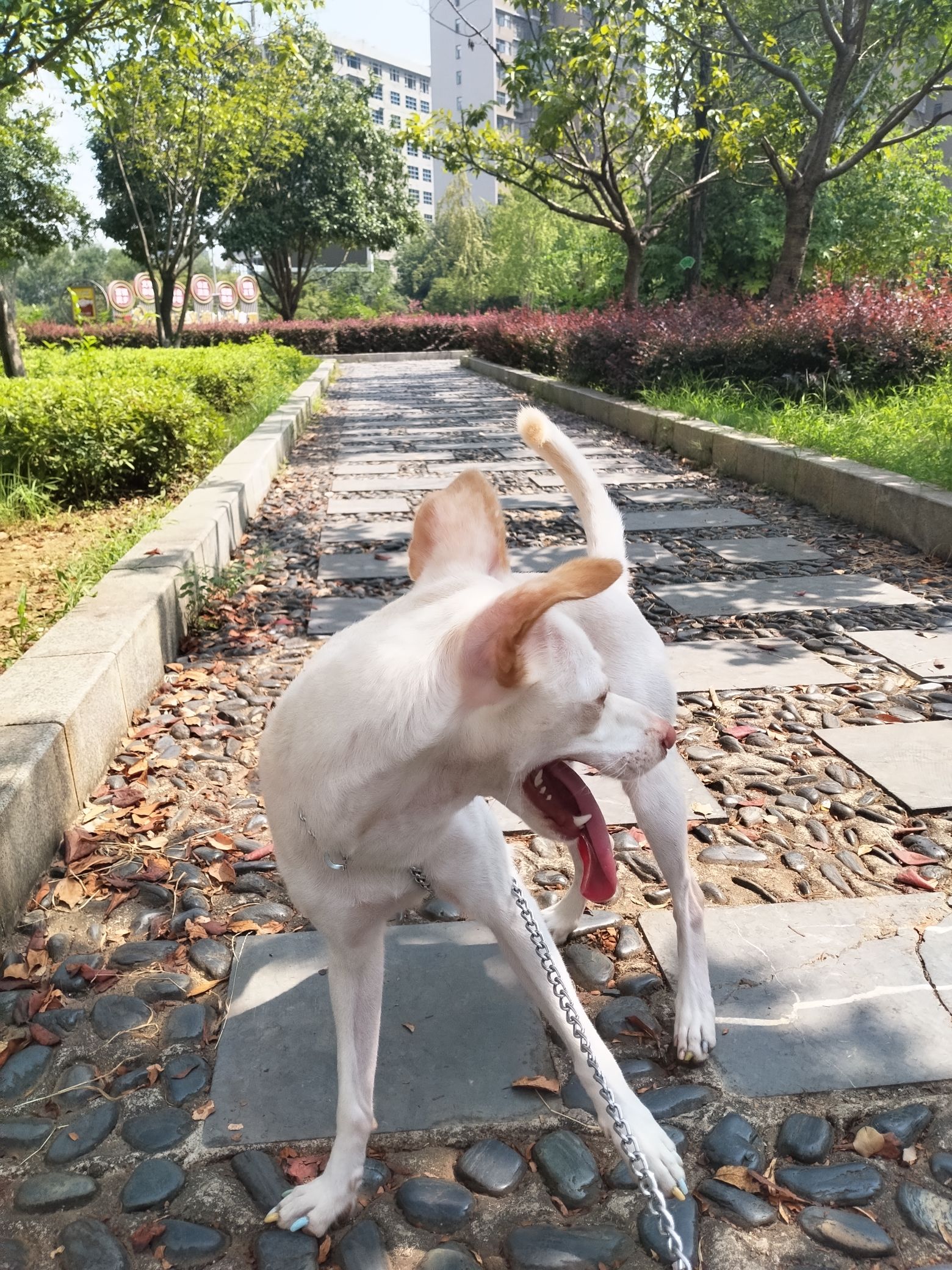 绿汀广场旅行图片 2