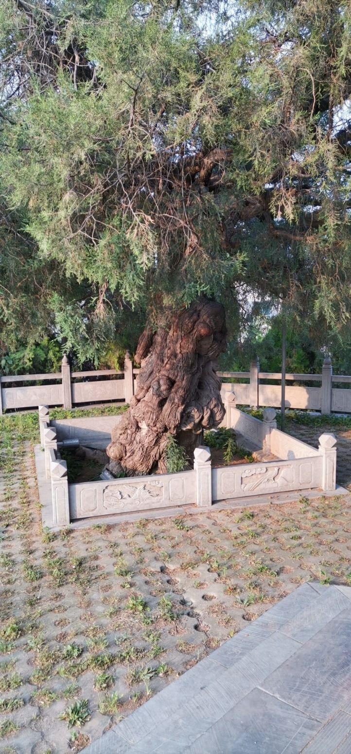 洪岩古柏
