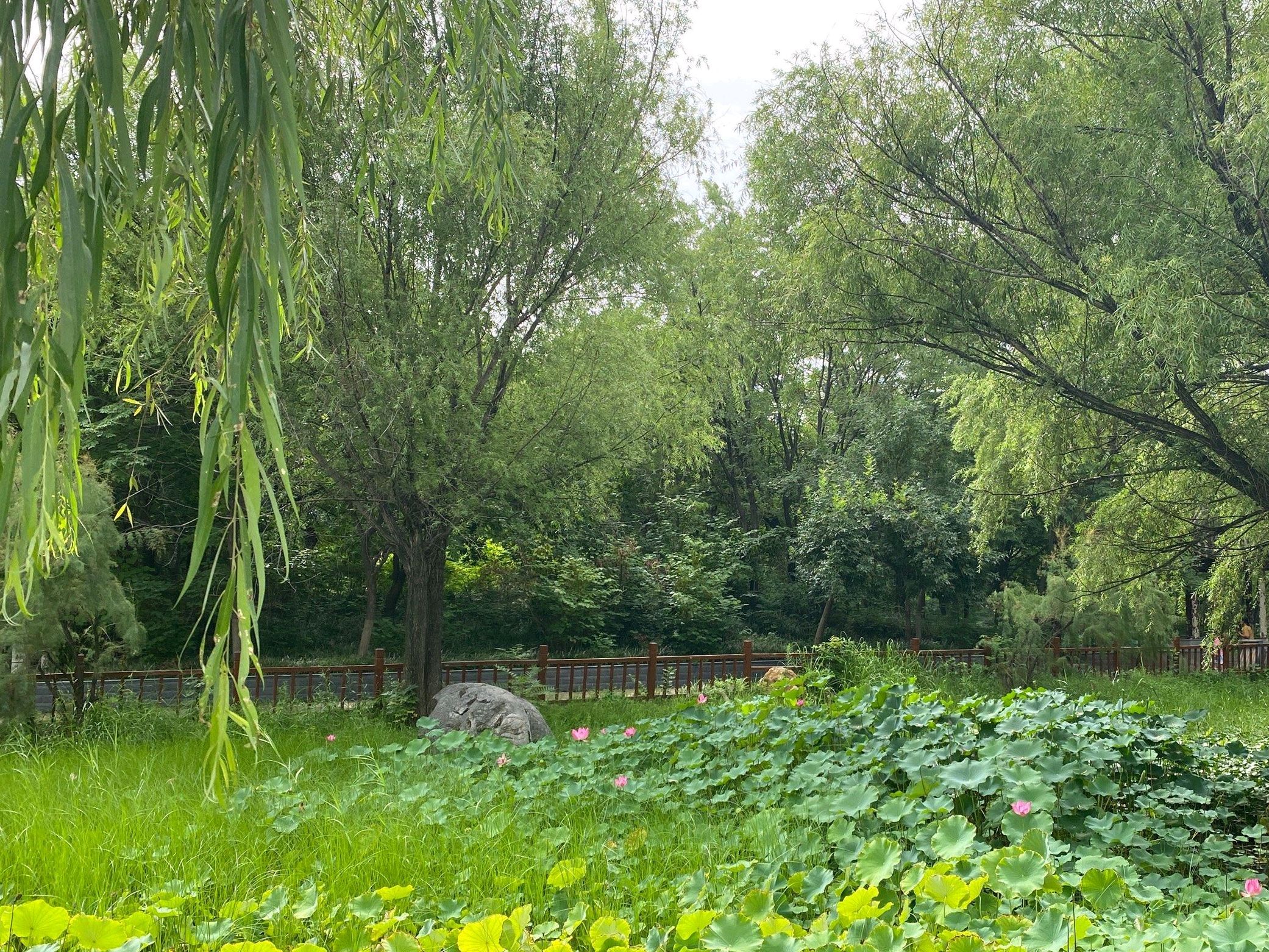 古树苑健康主题公园旅行图片 2