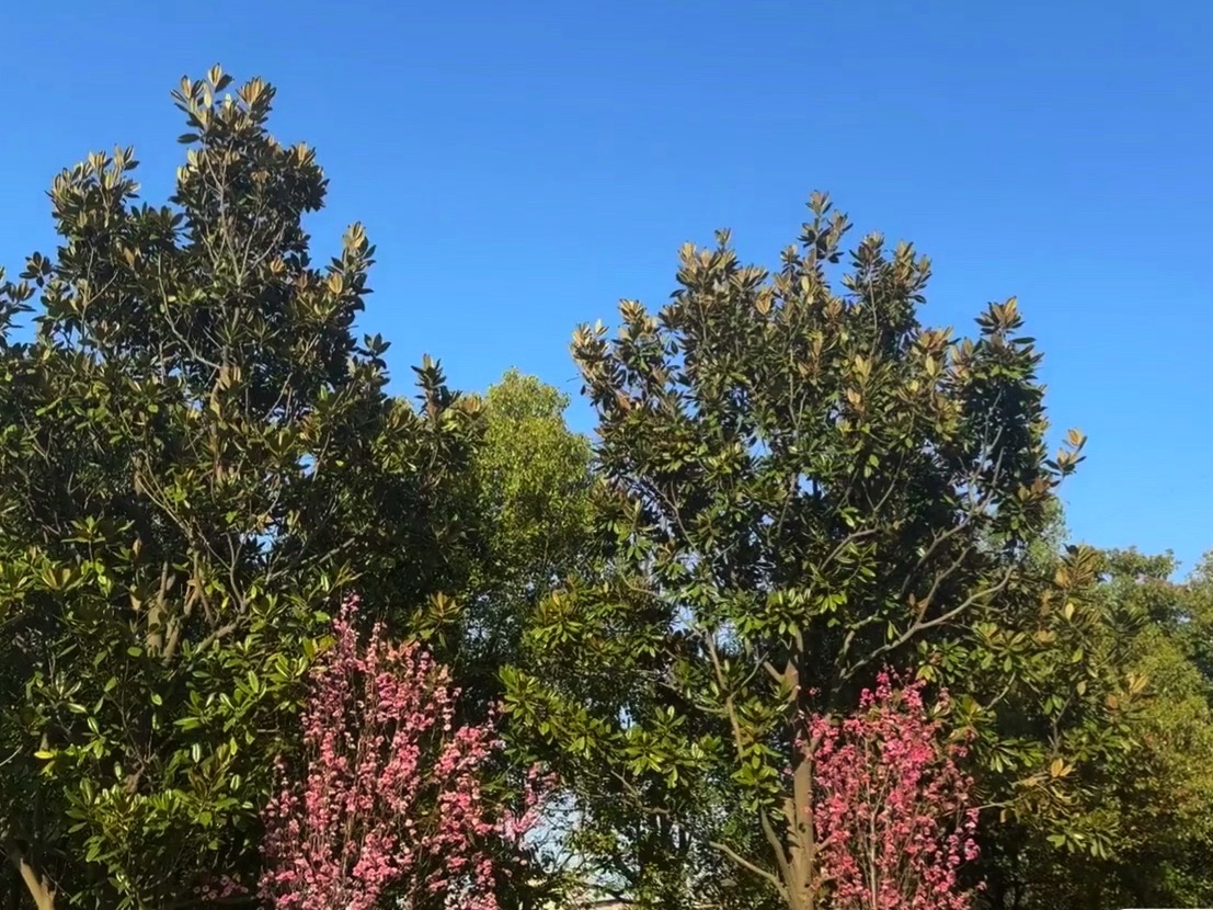 张江主题公园旅行图片 3