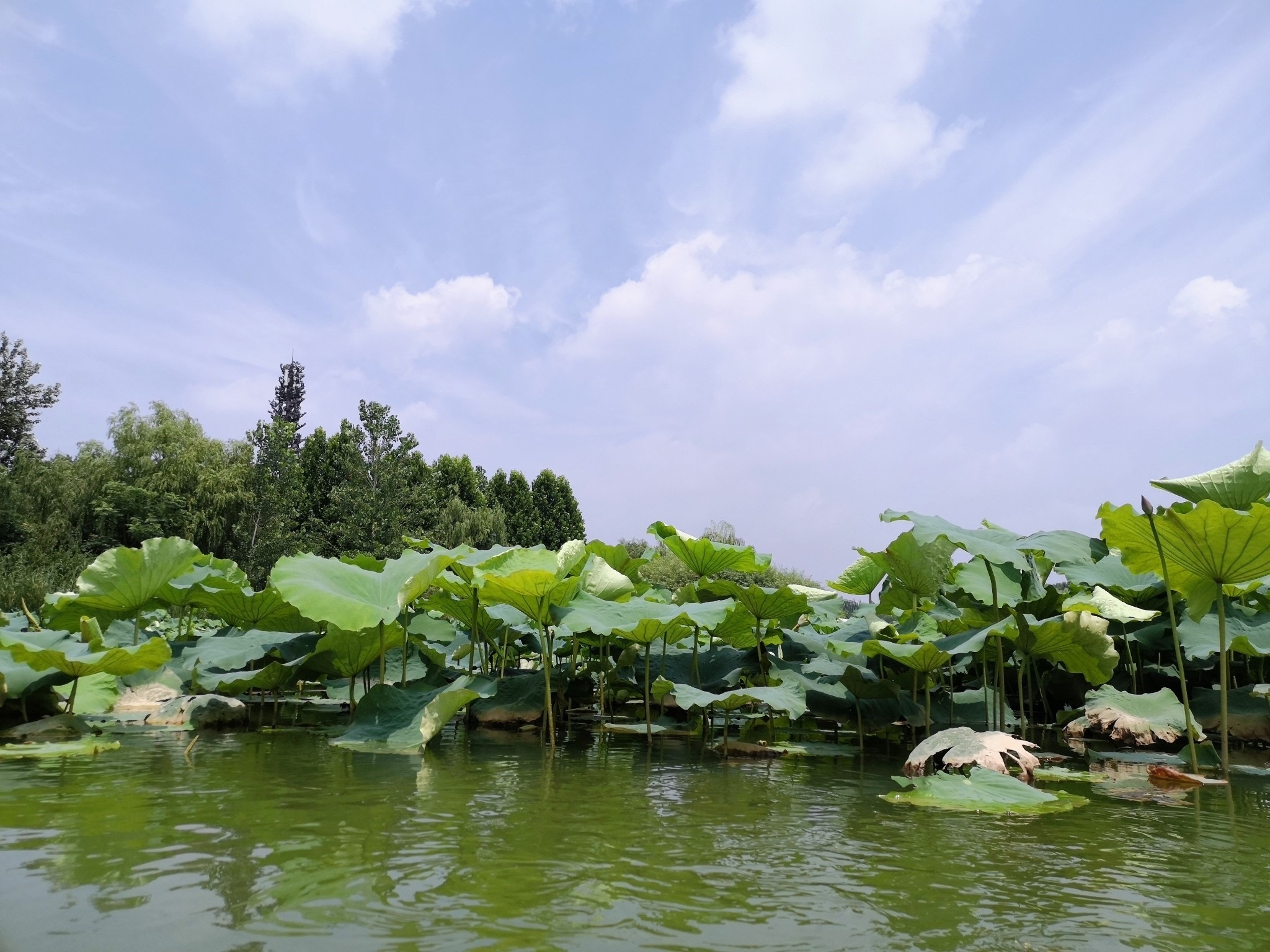 濮水湿地公园旅行图片 1