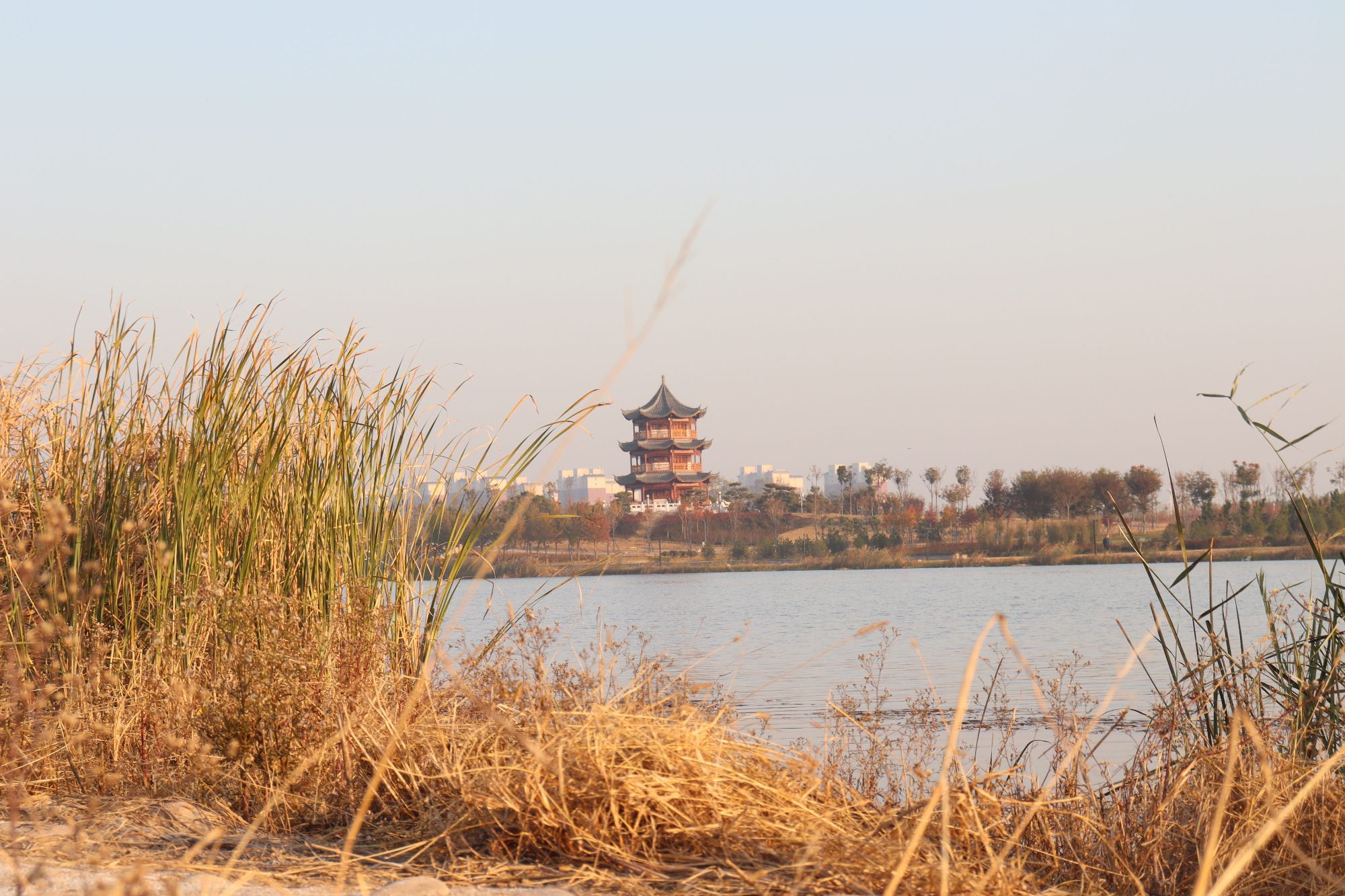 濮水湿地公园旅行图片 3