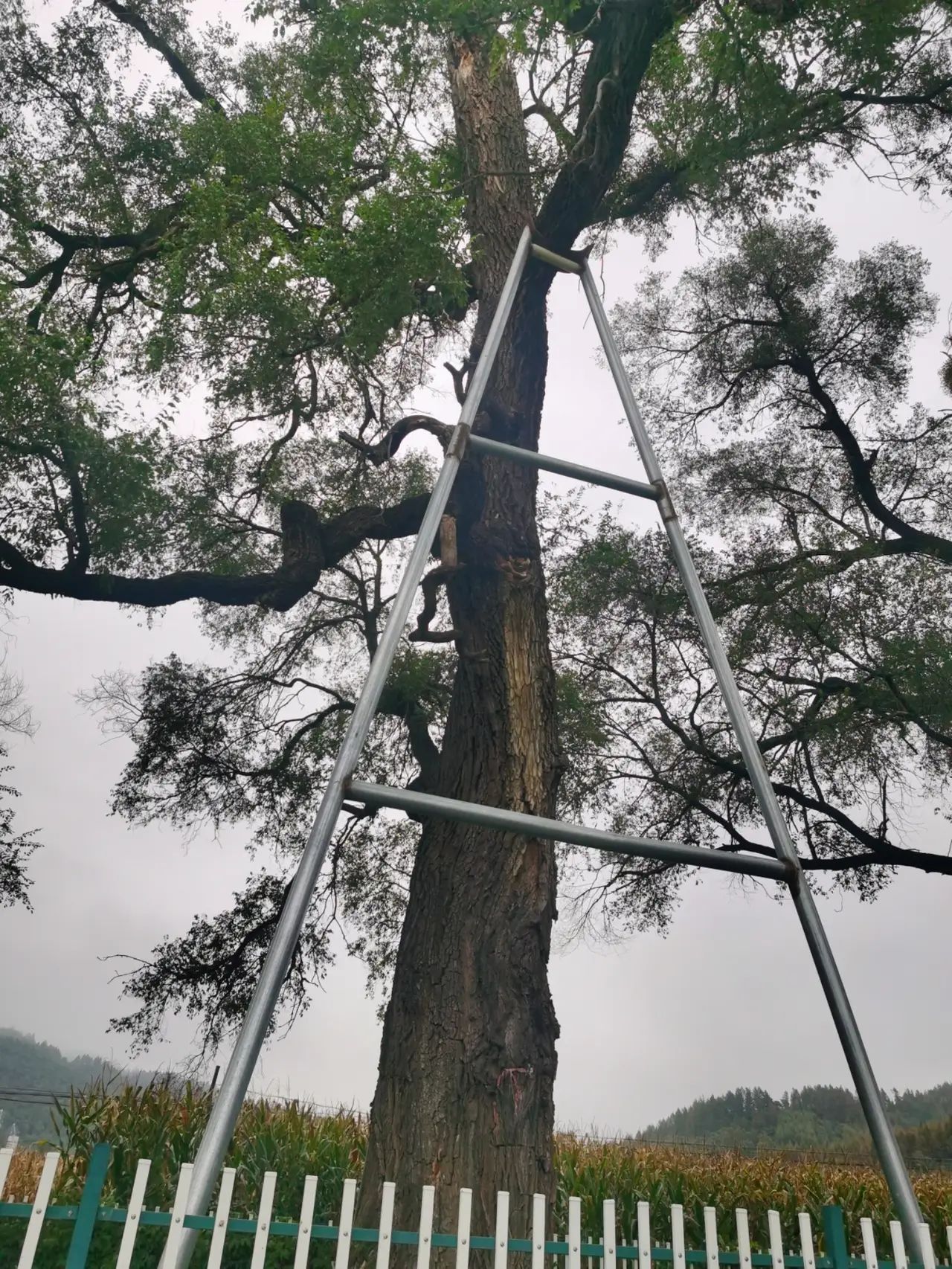 老榆树风景区旅行图片 2