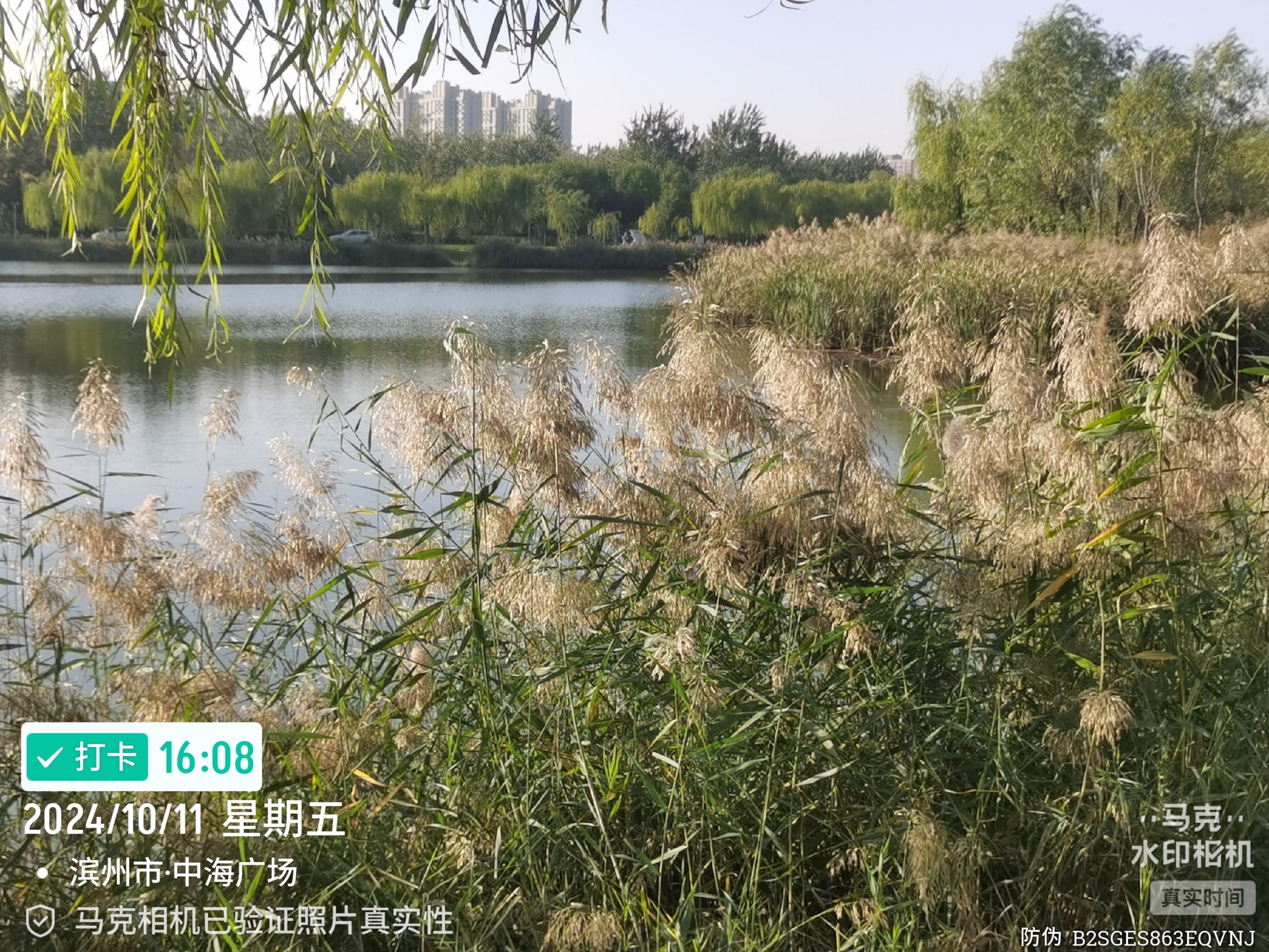 中海广场旅行图片 3