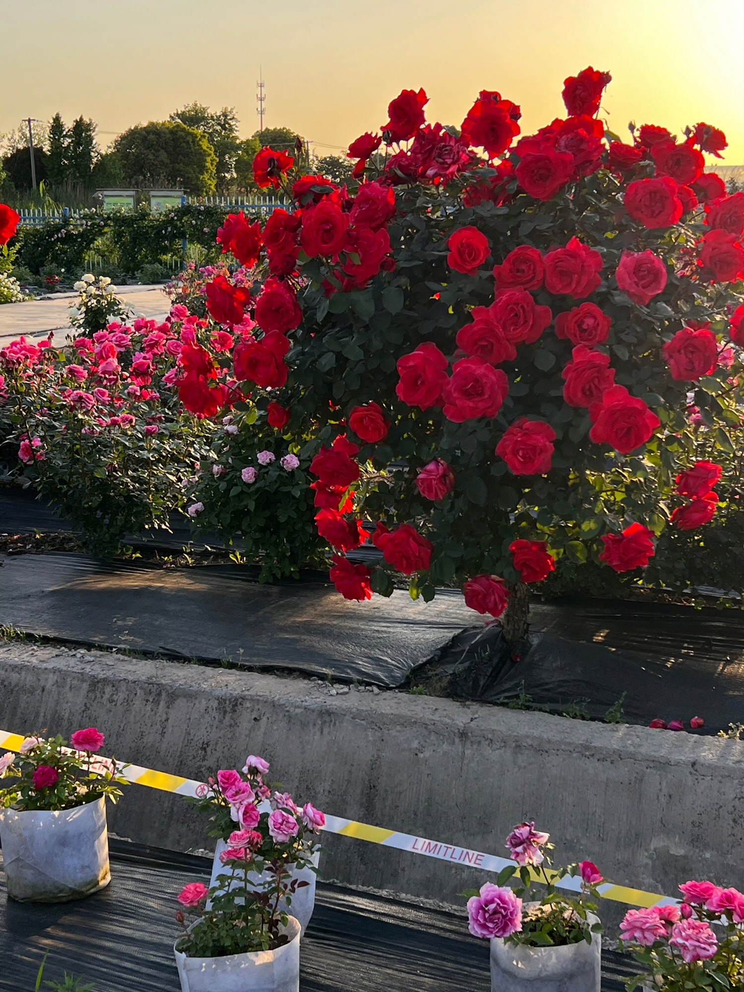 陌上花渡旅行图片 1
