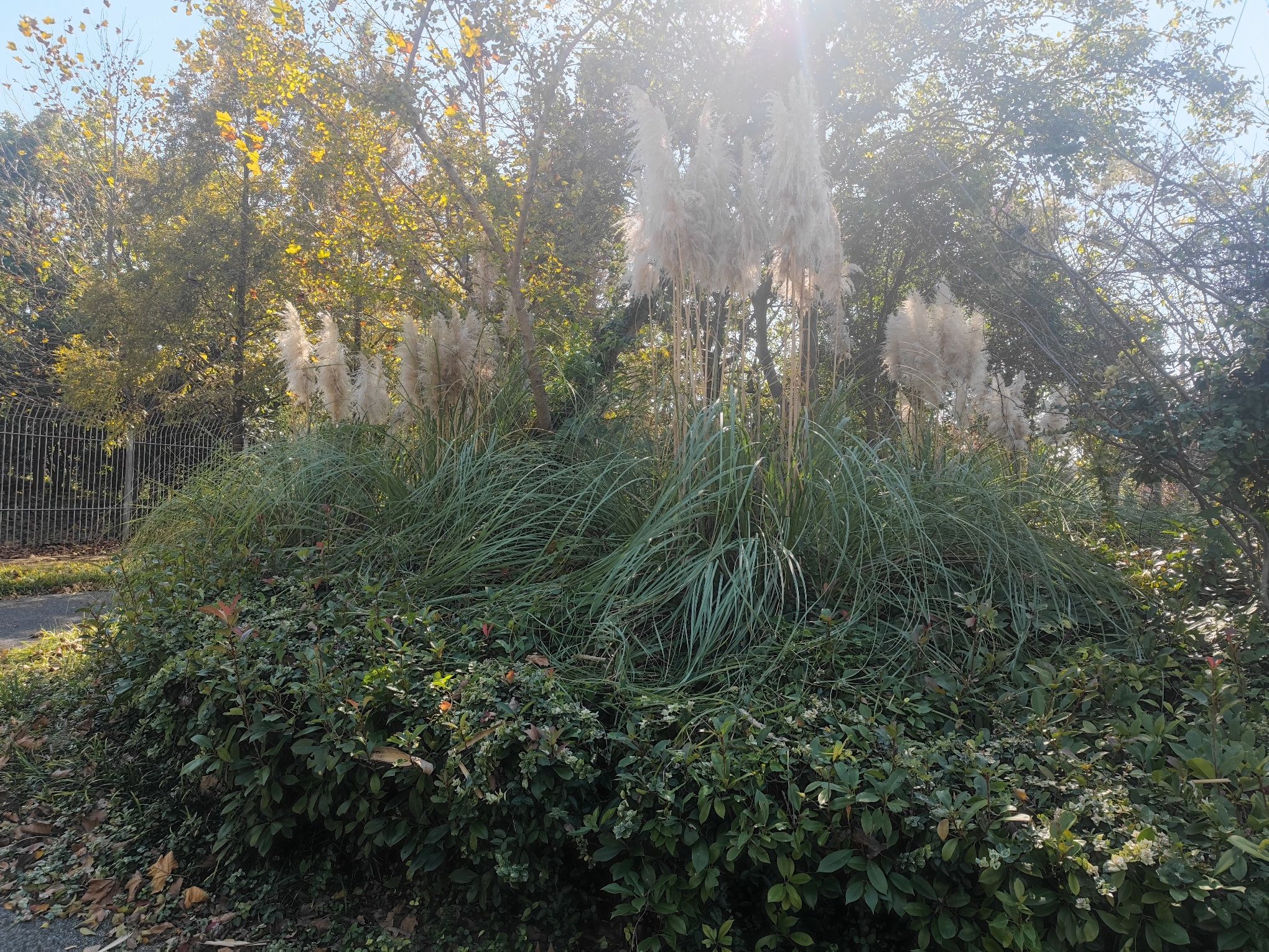 謇公湖植物园旅行图片 1