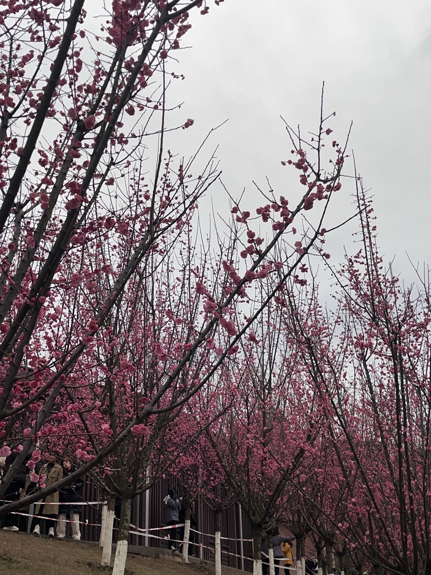 三道桥公园旅行图片 2