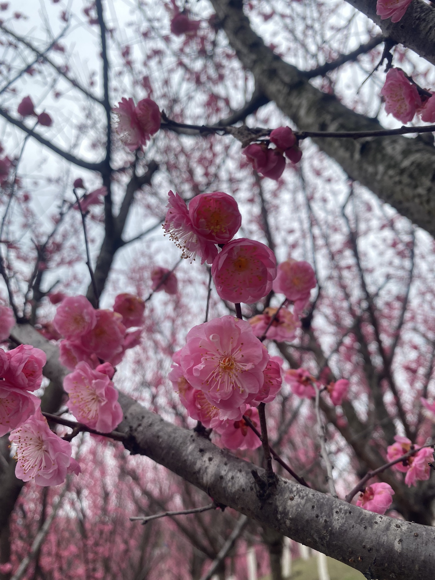 三道桥公园旅行图片 2