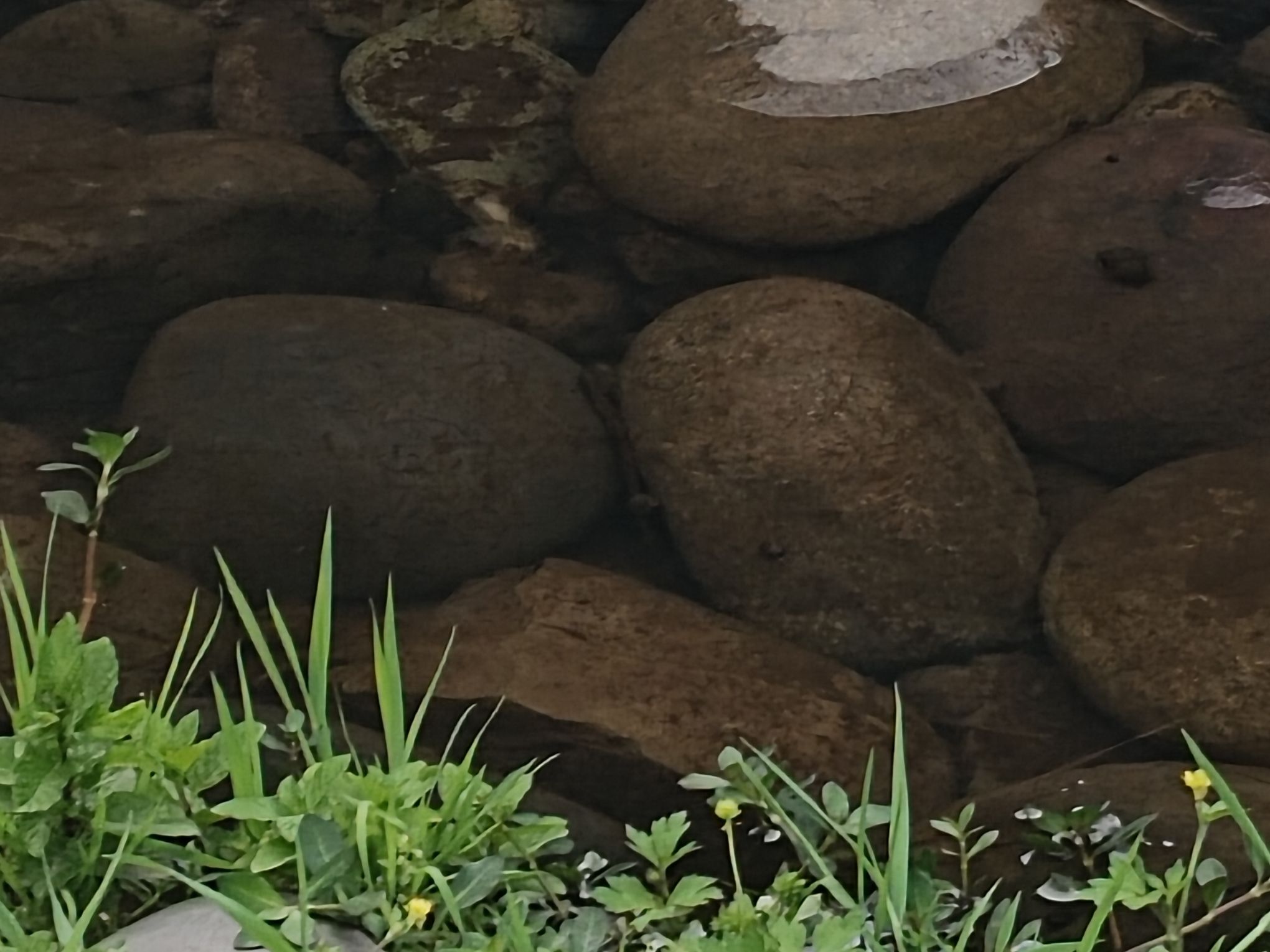 泸州市植物园旅行图片 3