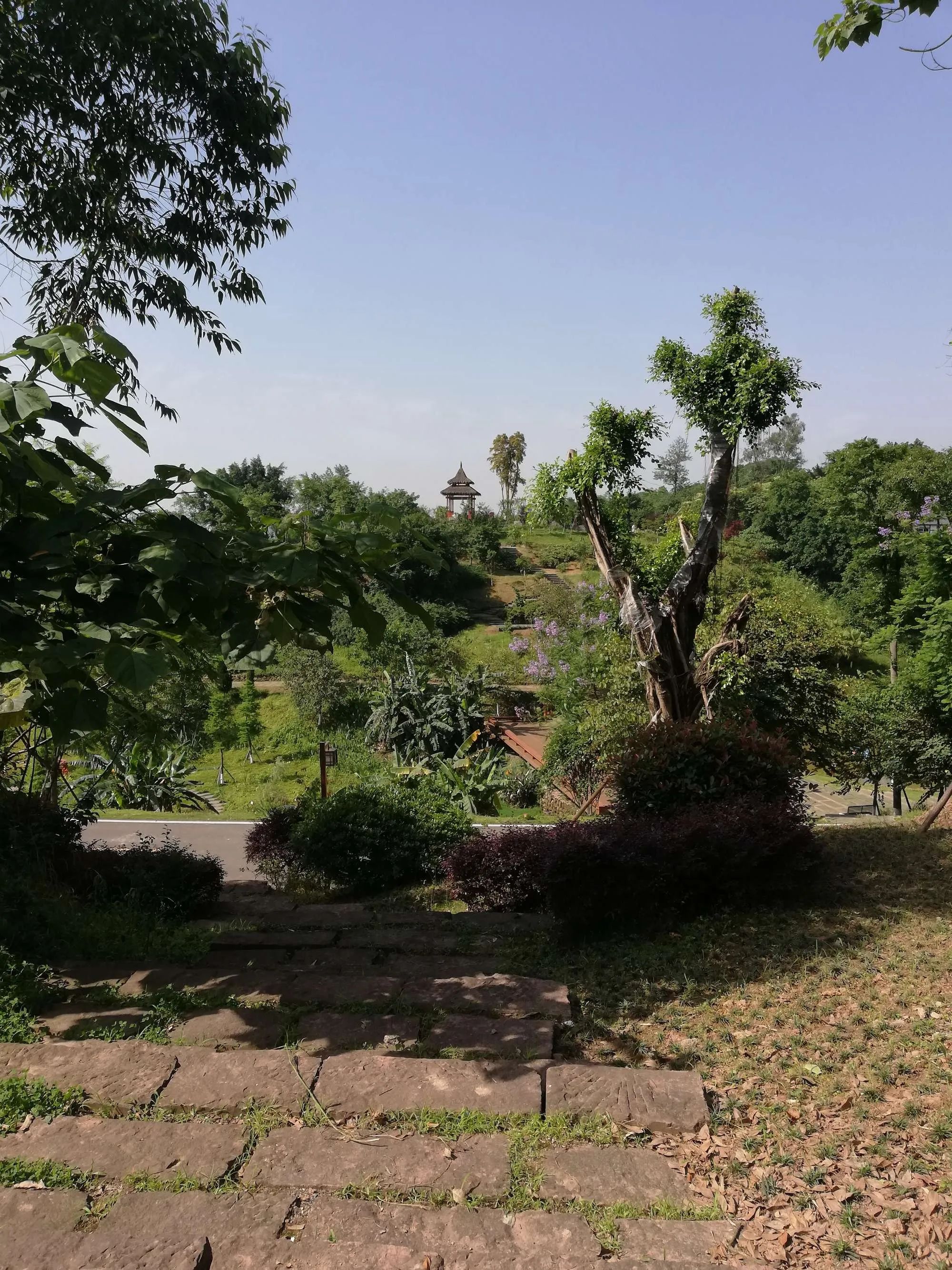 泸州市植物园旅行图片 3