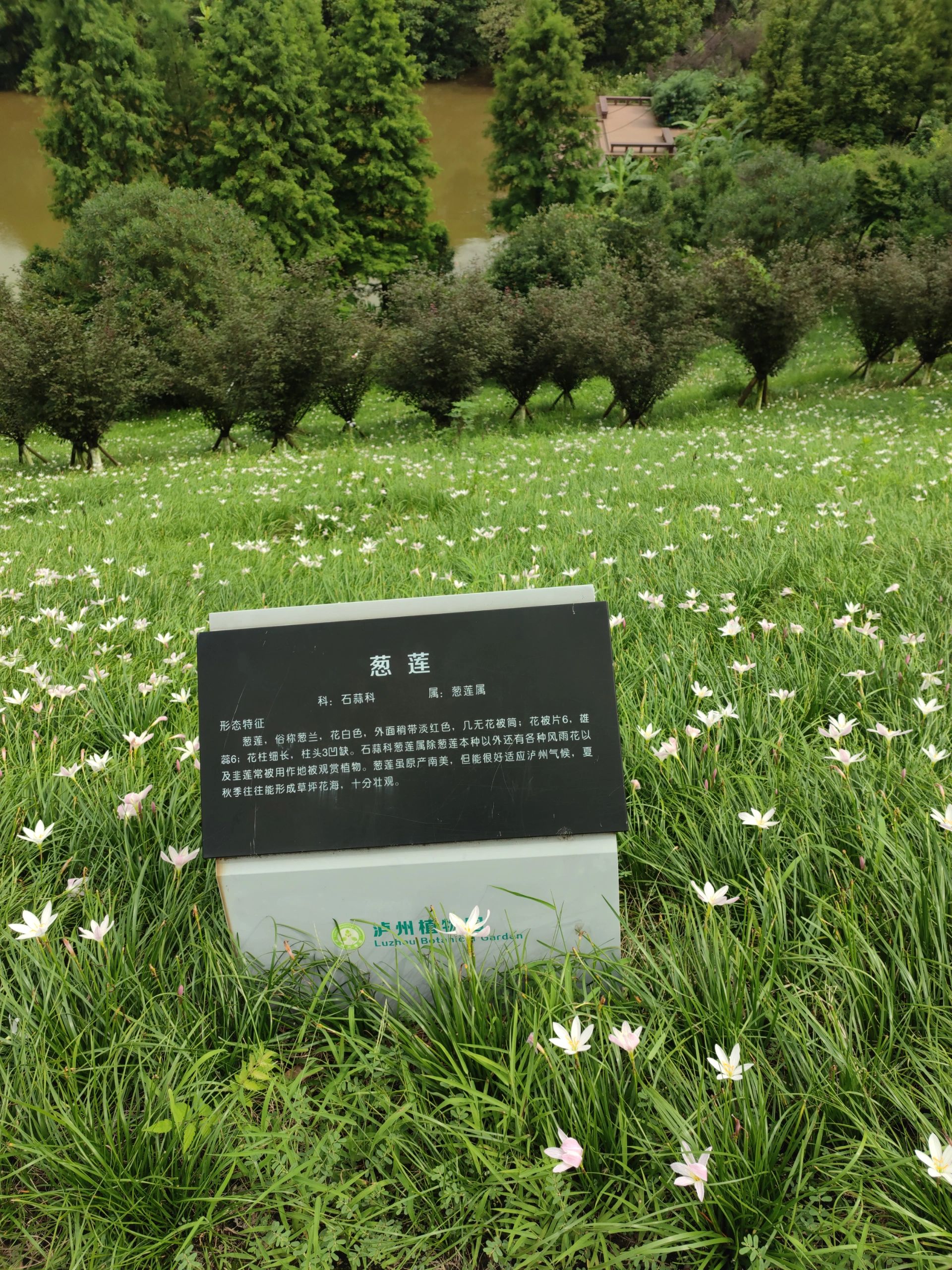 泸州市植物园旅行图片 2