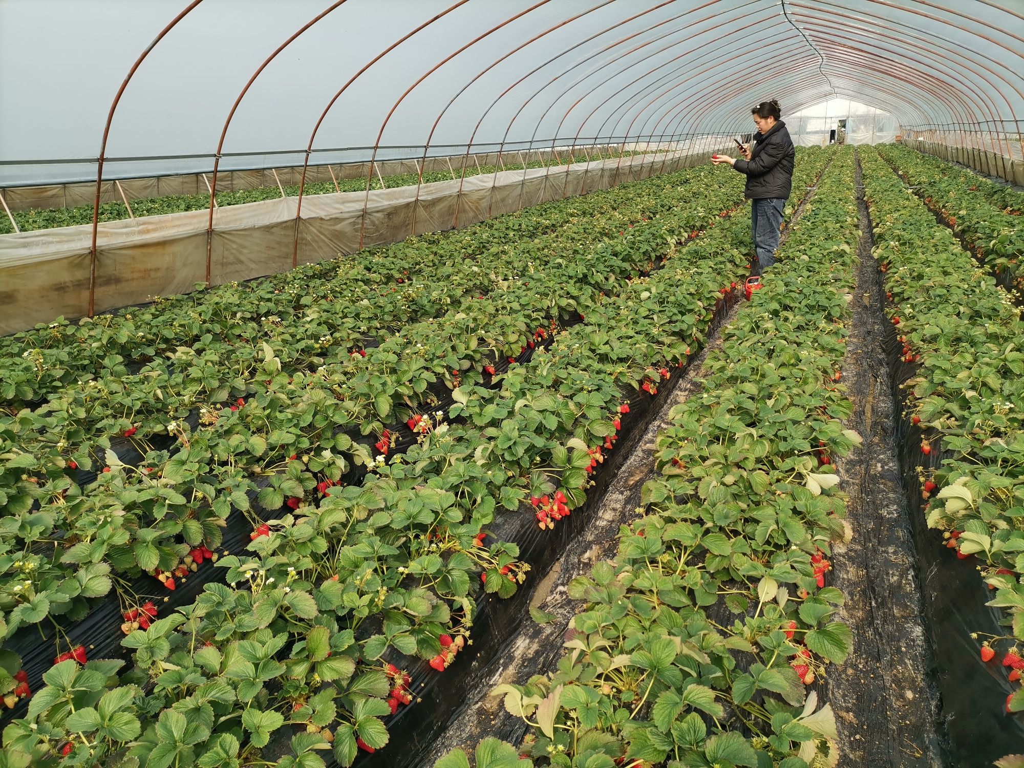场地封面-鲜多多草莓园
