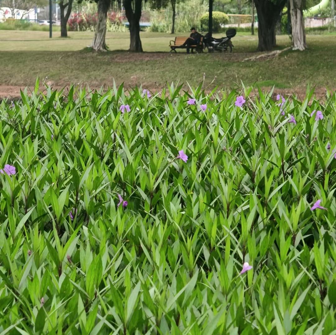 龙溪湖水生态公园旅行图片 1