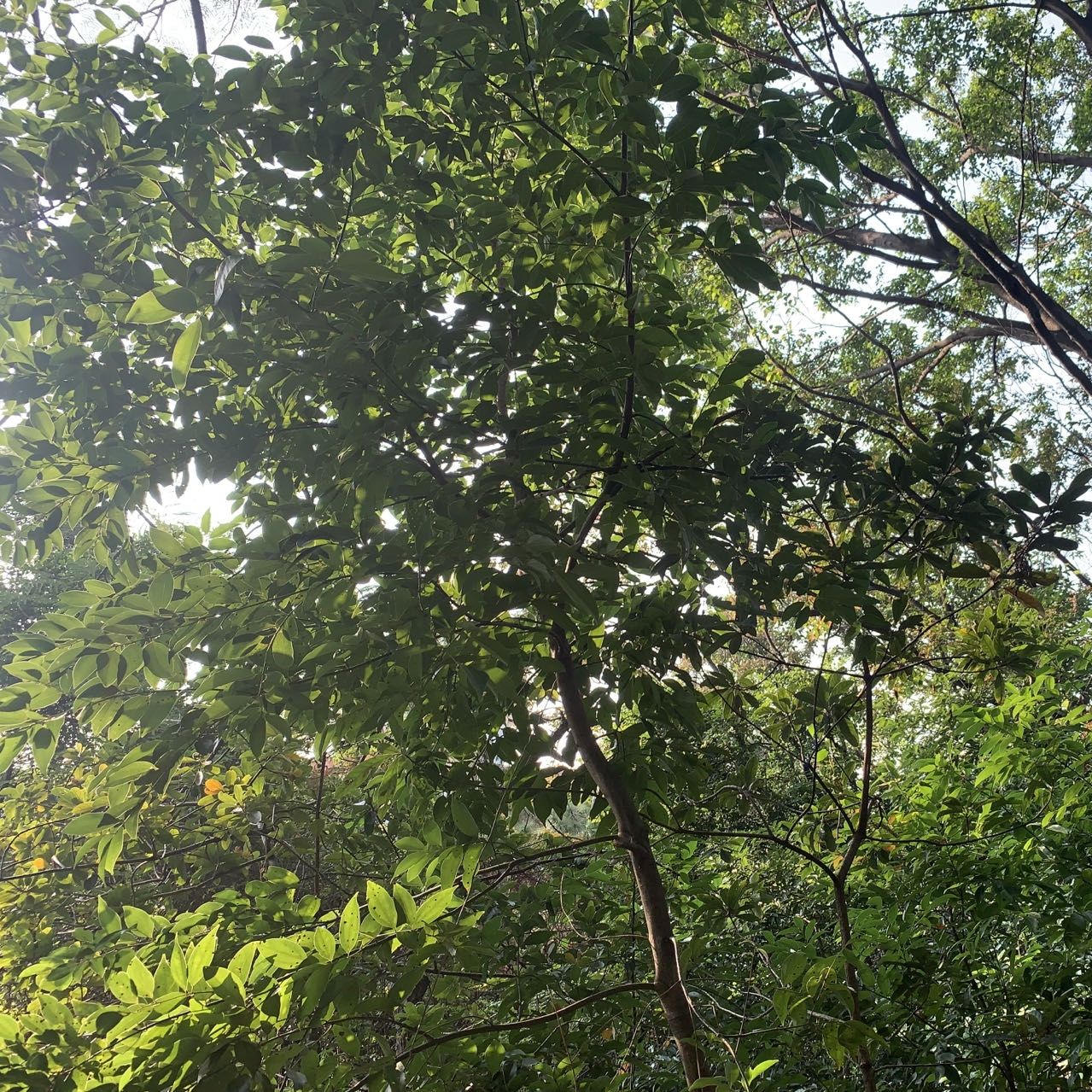 龙溪湖水生态公园旅行图片 2