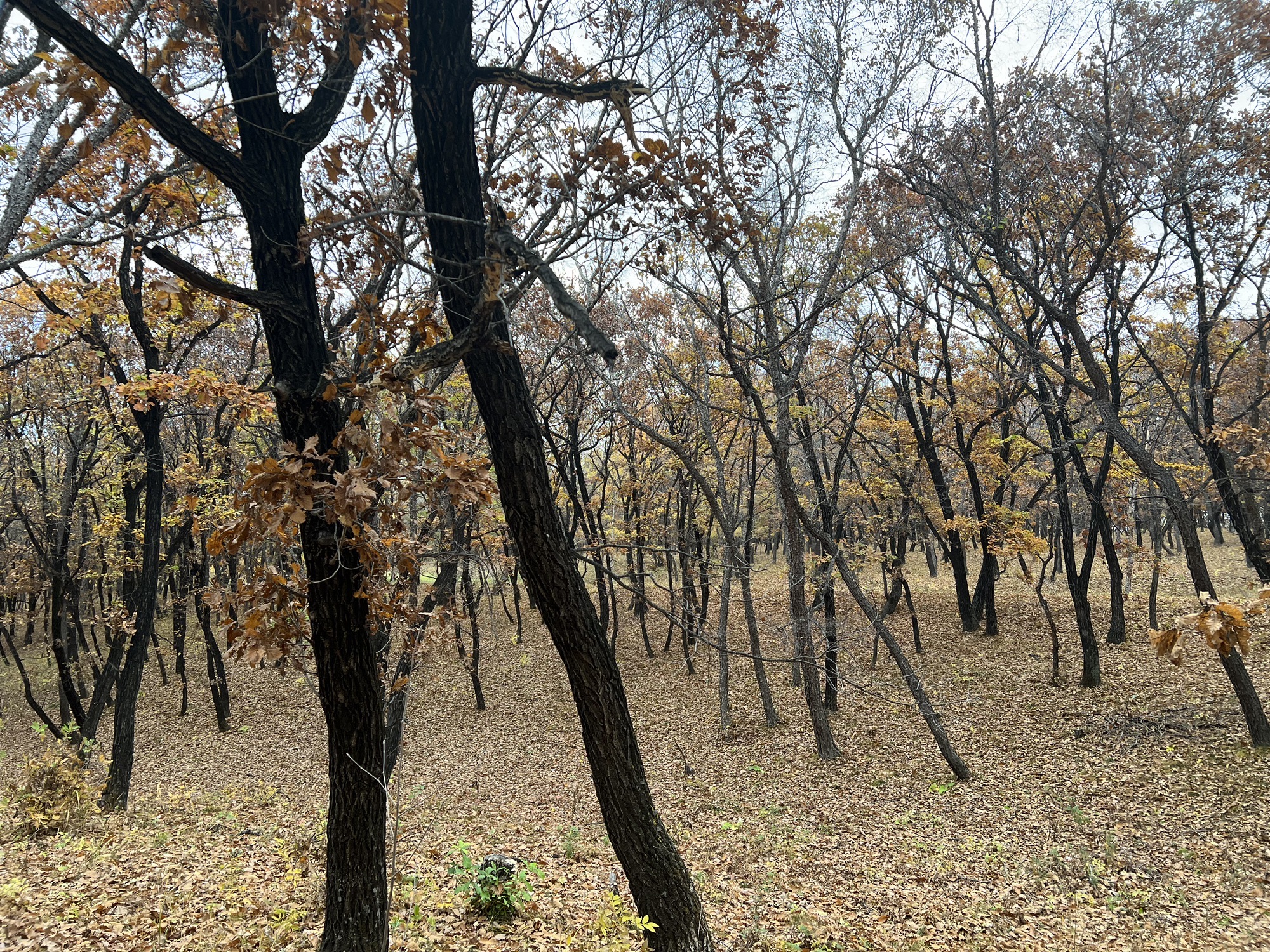 勃利密塞旅行图片 2