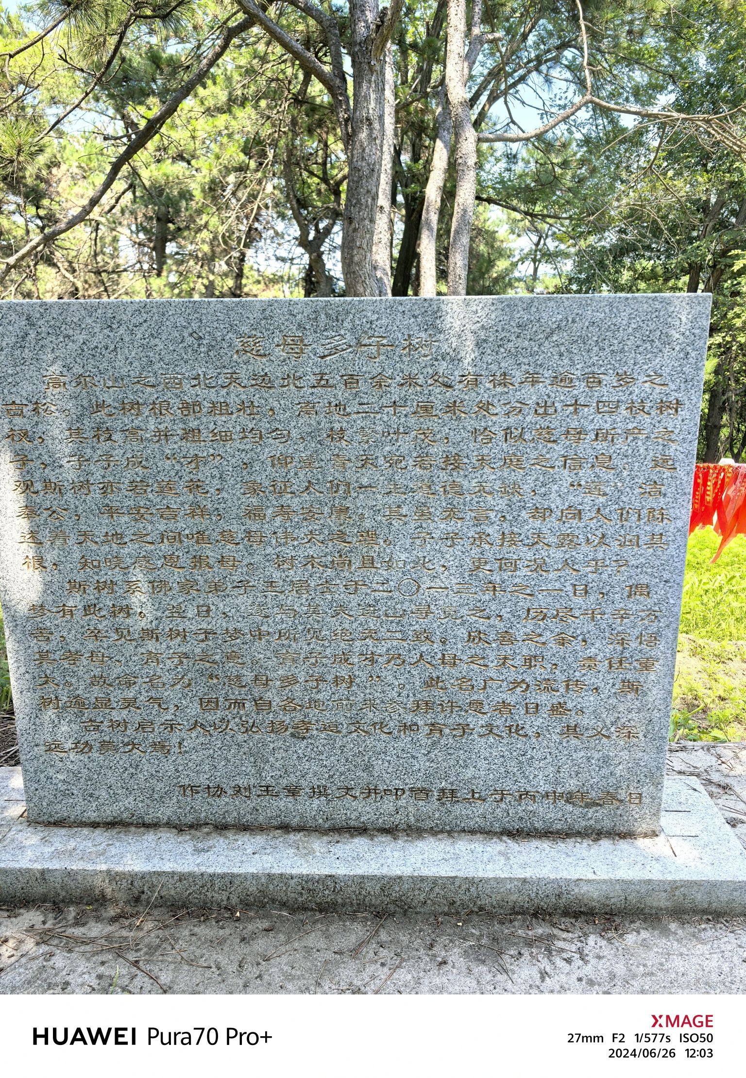 高尔山景区神树旅行图片 3