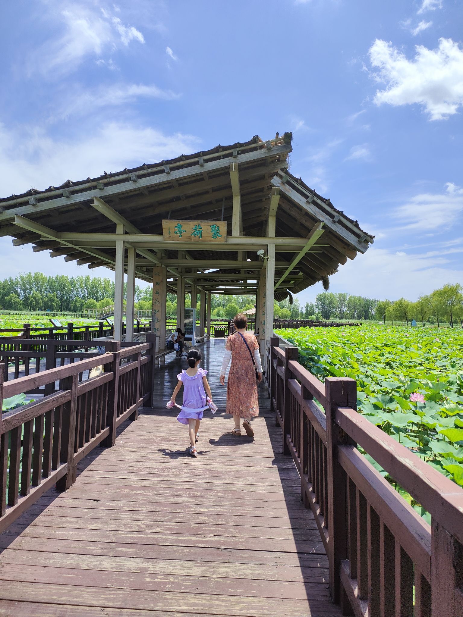 十里荷塘旅行图片 2