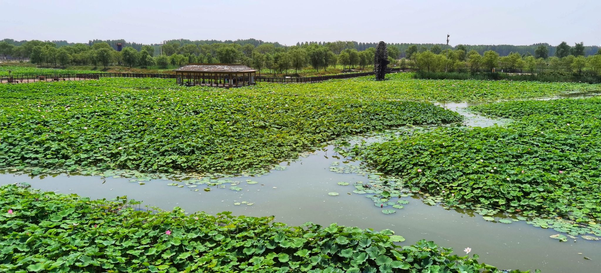 十里荷塘旅行图片 1
