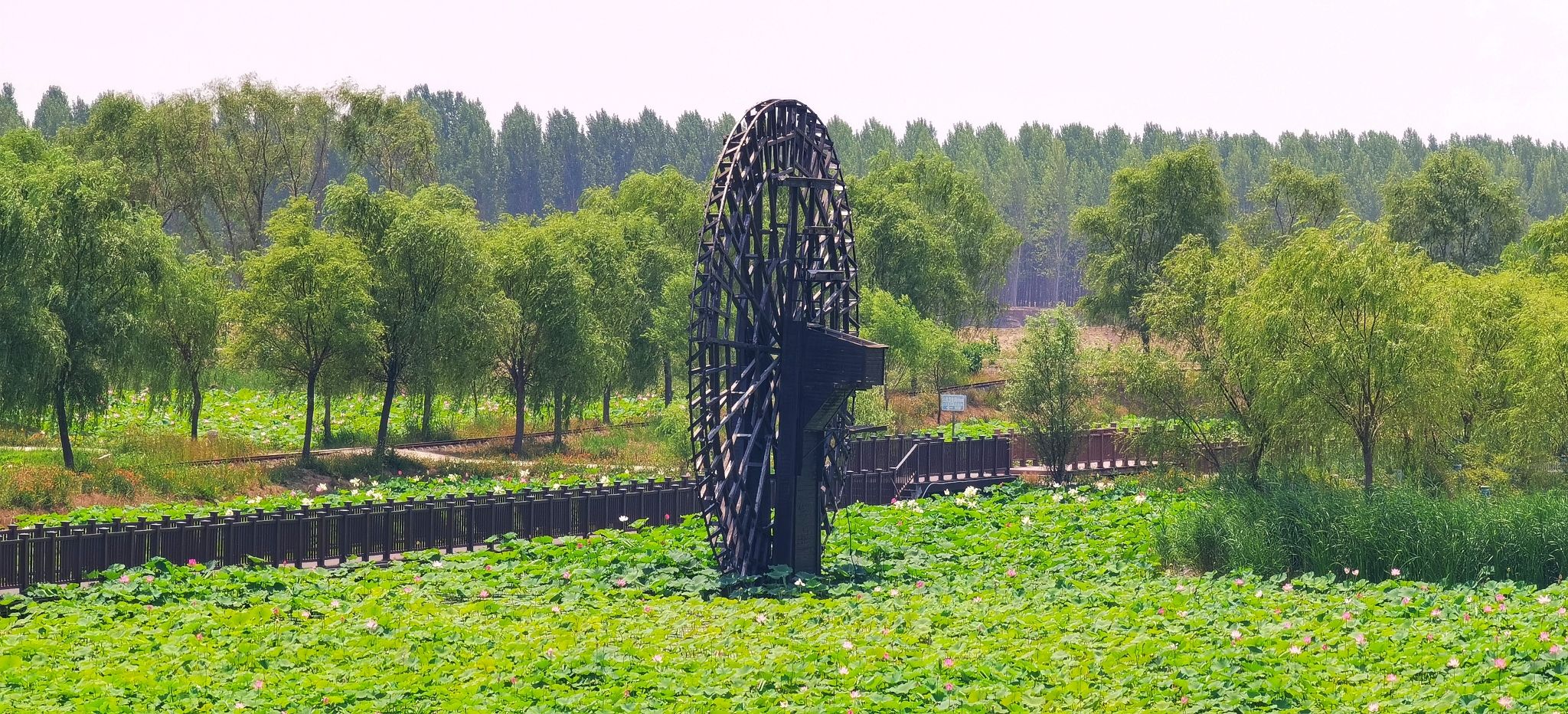 十里荷塘旅行图片 2